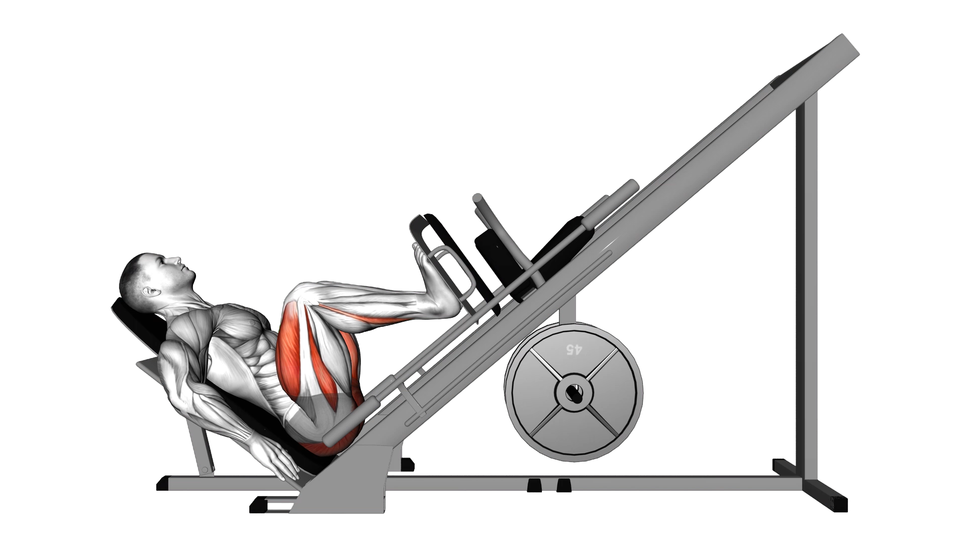 Sled 45 degrees Leg Press exercise demonstration