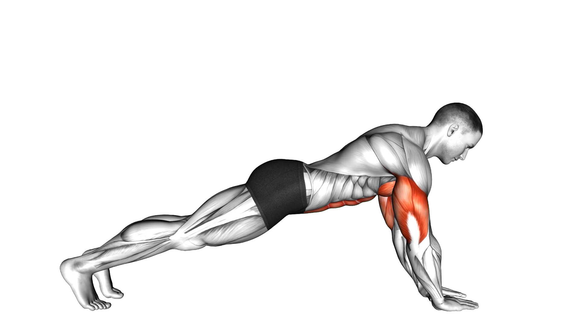Push up on Forearms exercise demonstration