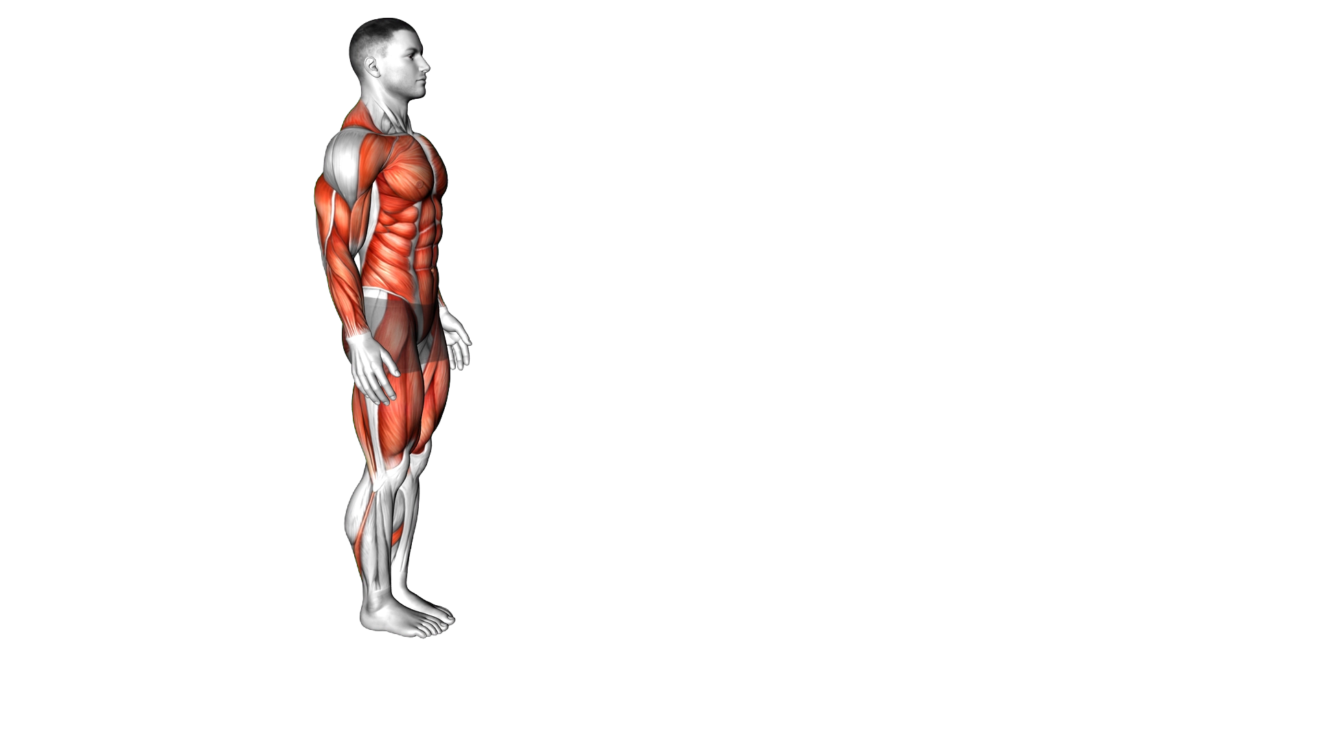 Inchworm exercise demonstration