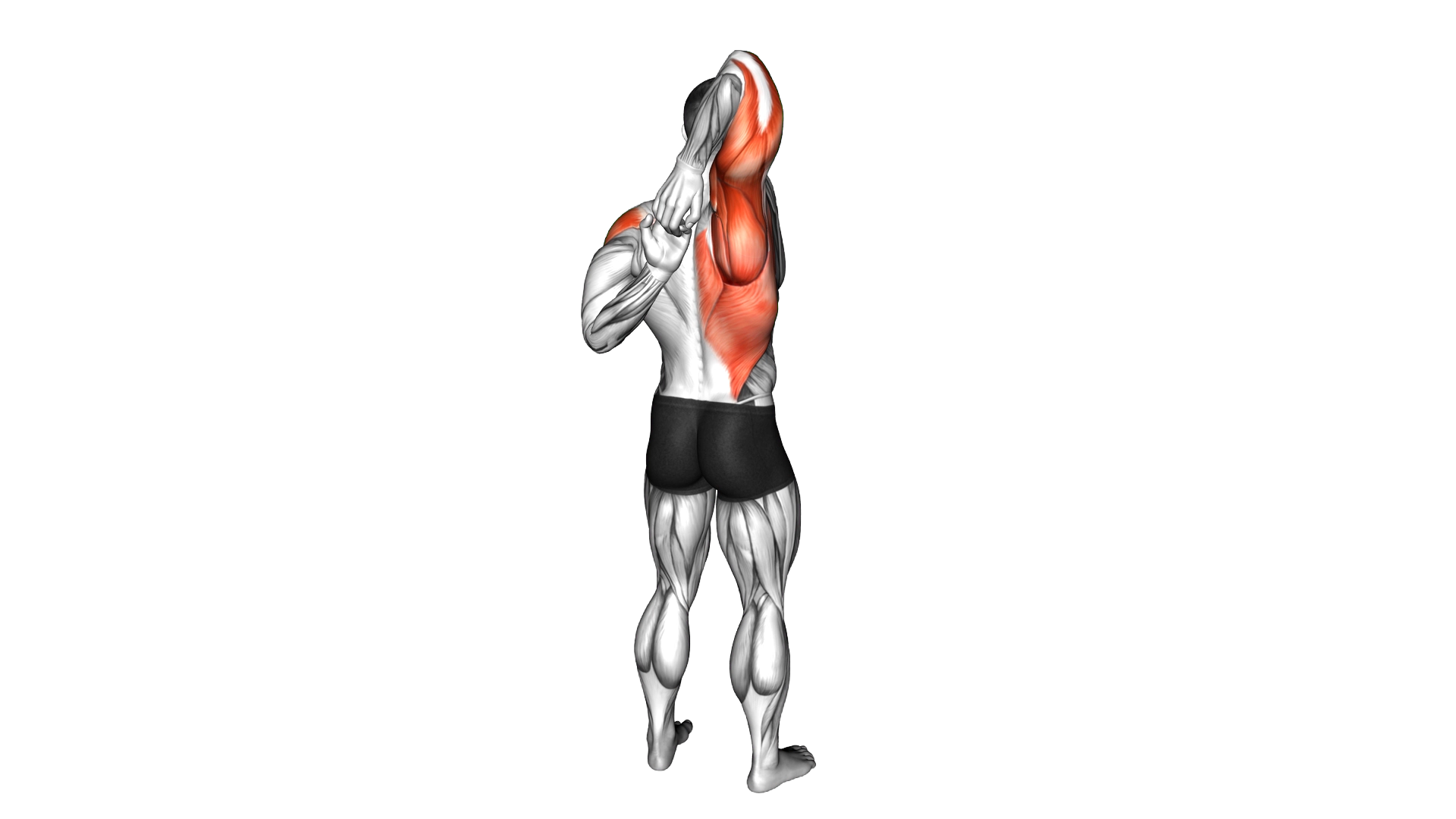 Shoulder Stretch Behind the Back exercise demonstration