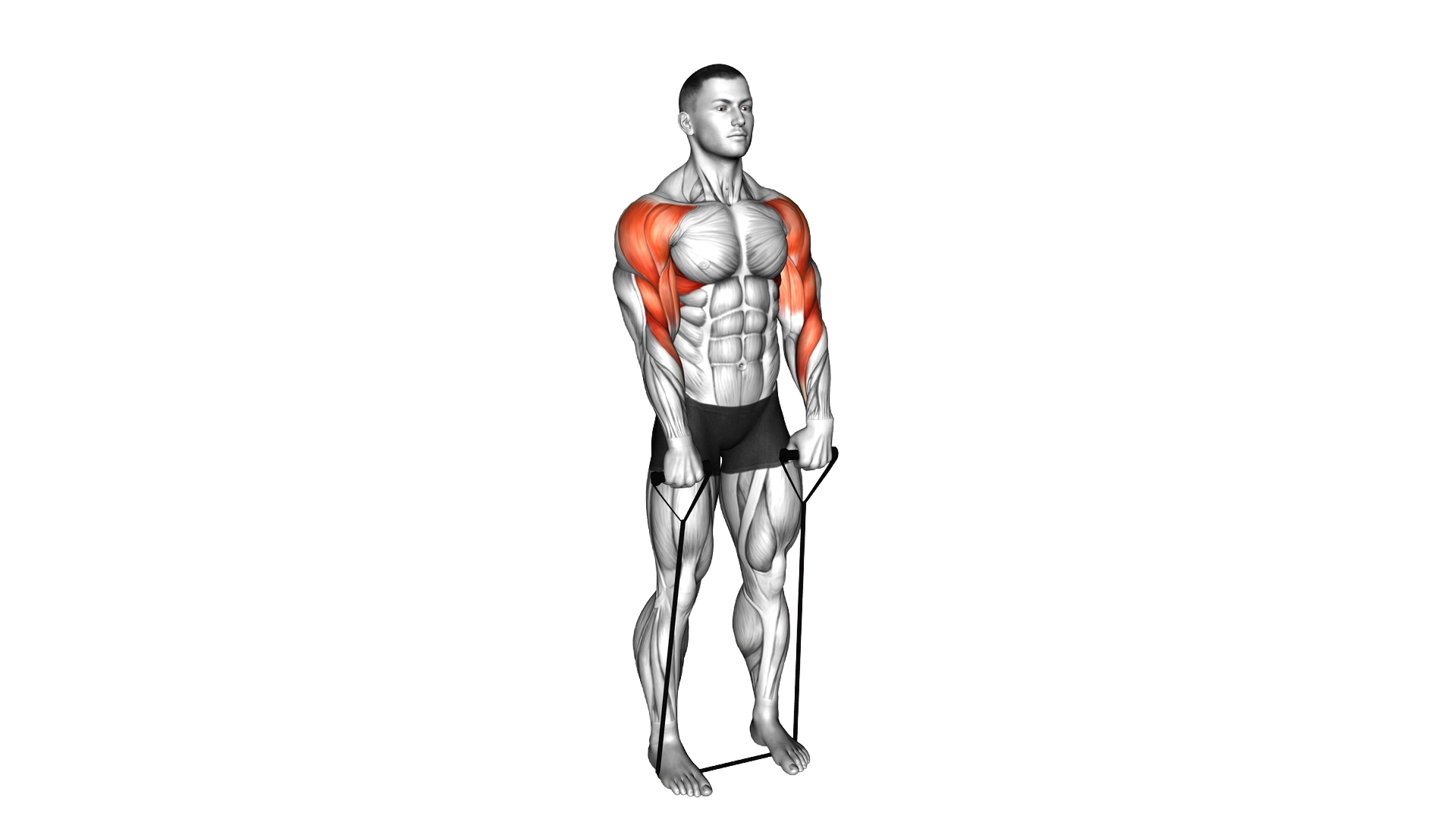 Band Upright Row (Under two feet) exercise demonstration