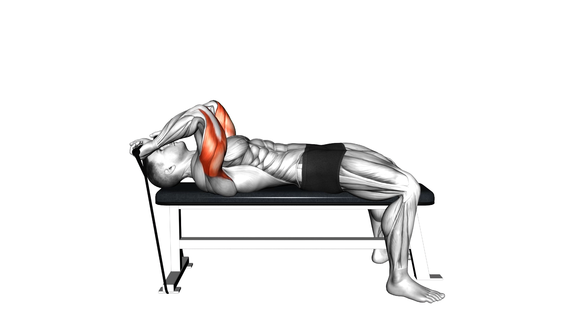 Band Skull Crusher exercise demonstration