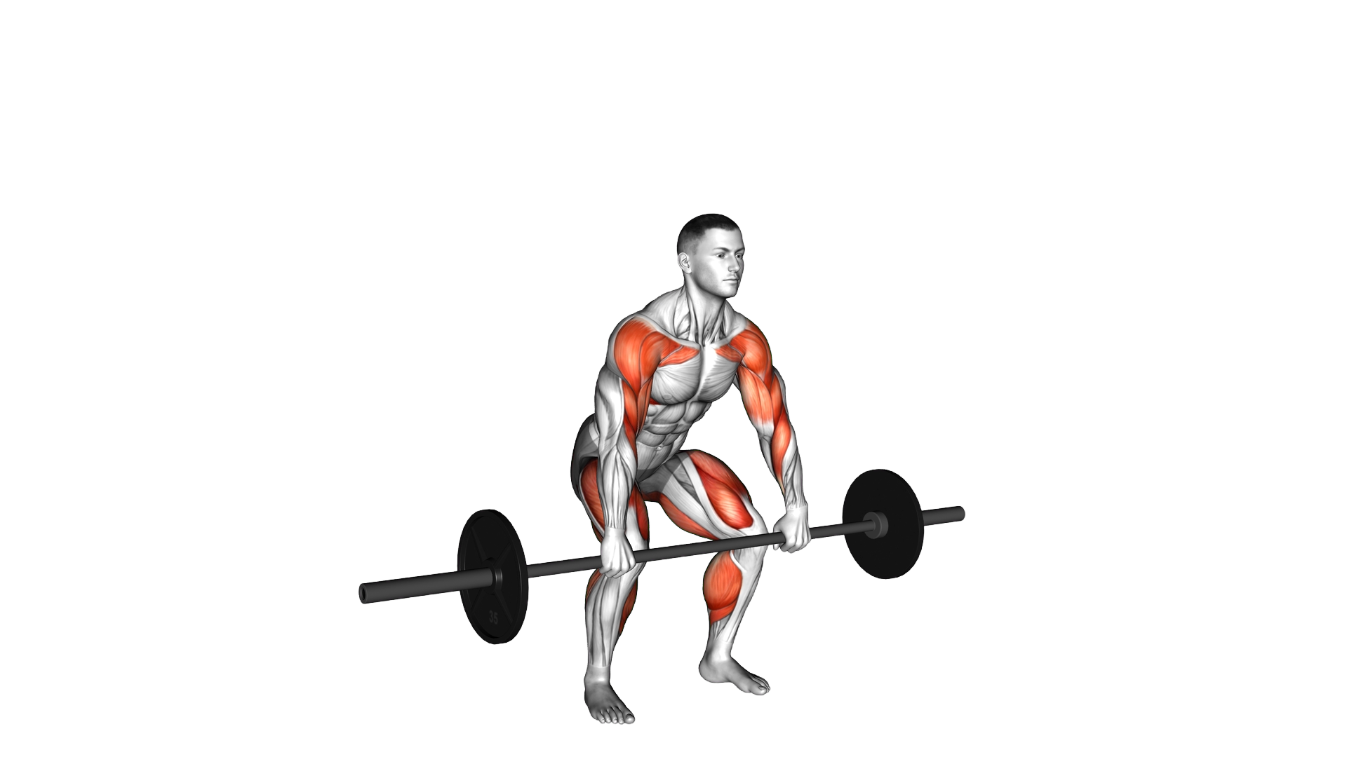 Barbell Hang Clean Below the Knees exercise thumbnail