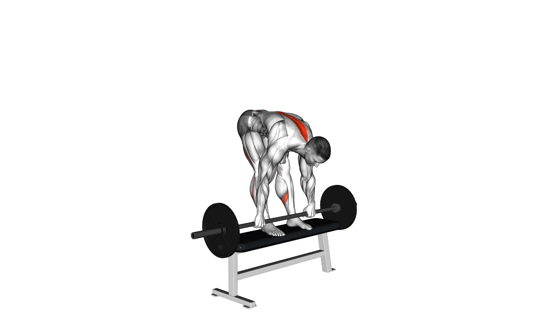Barbell Stiff Leg Deadlift on Bench exercise thumbnail