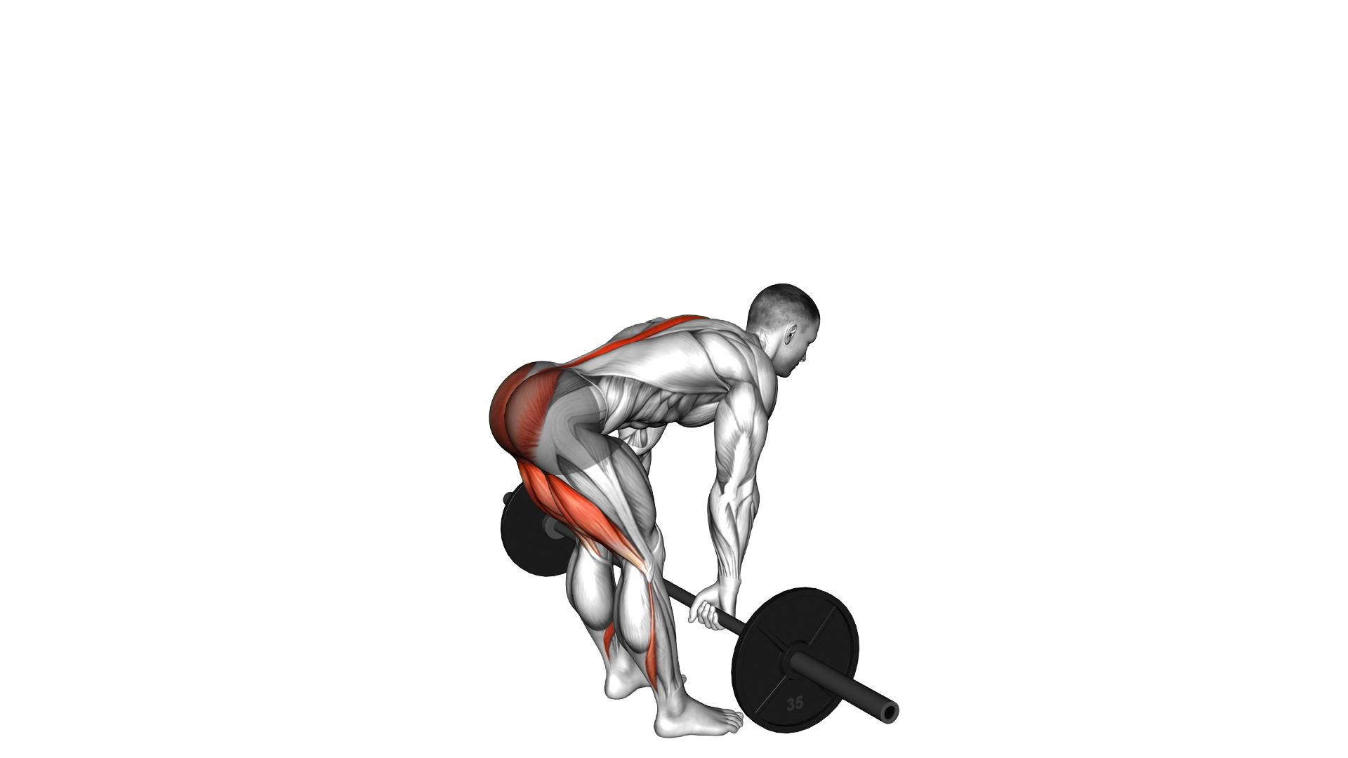 Barbell Stiff Legged Deadlift exercise demonstration
