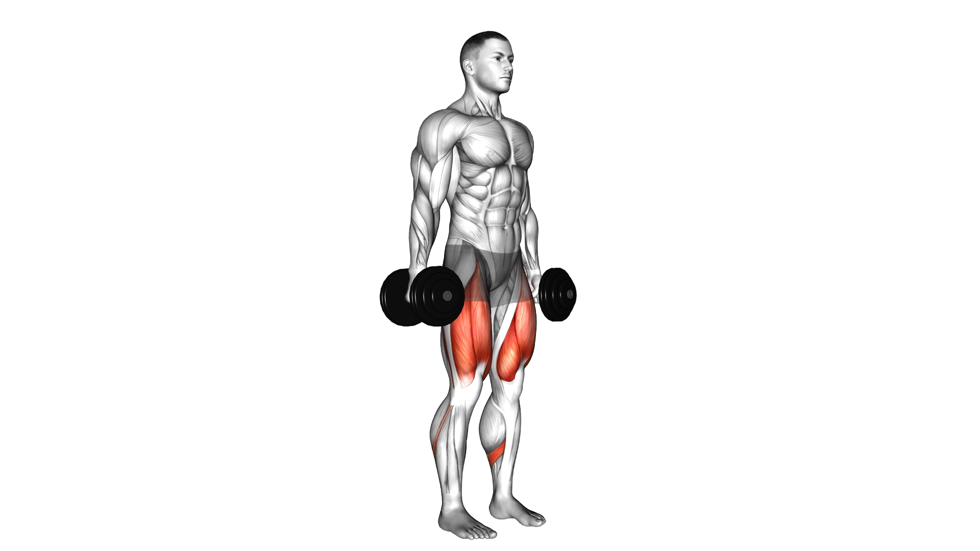 Dumbbell Squat exercise demonstration