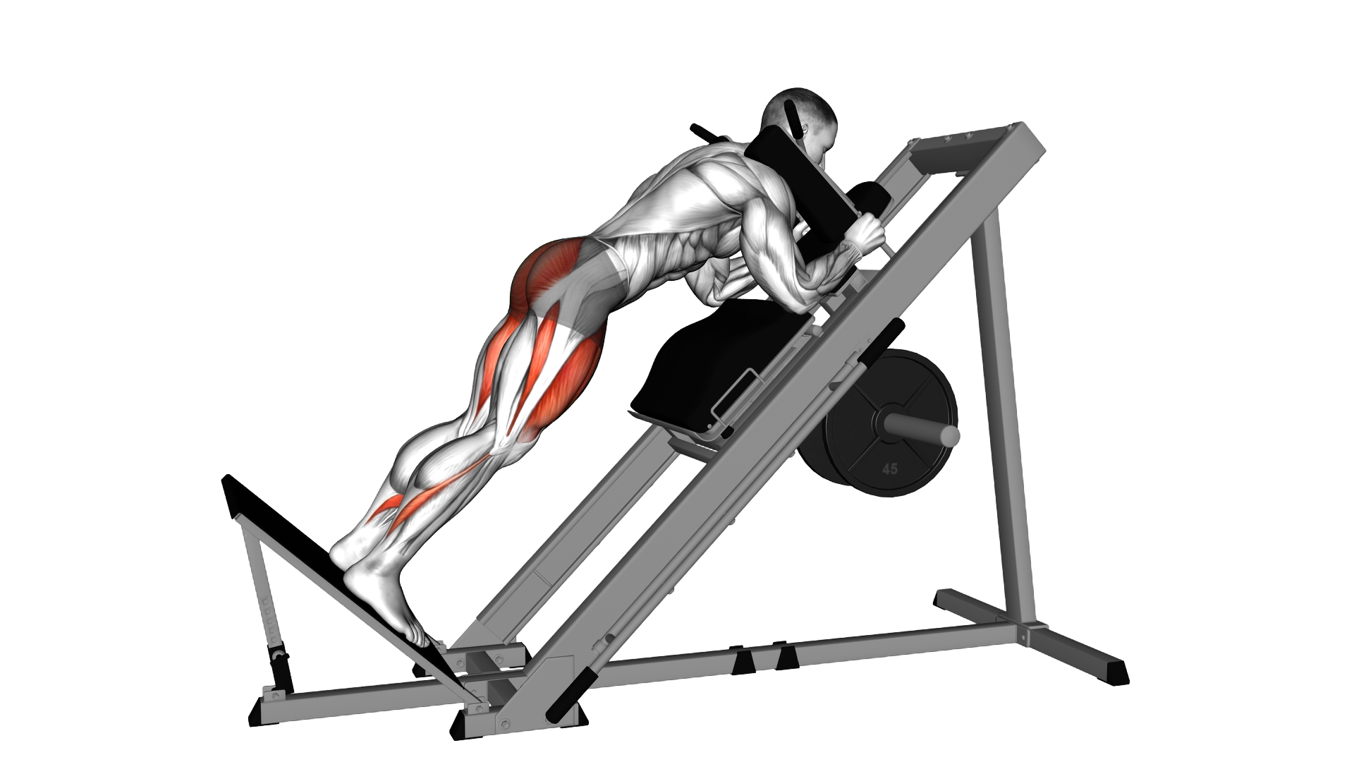 Sled Reverse Hack Squat exercise demonstration