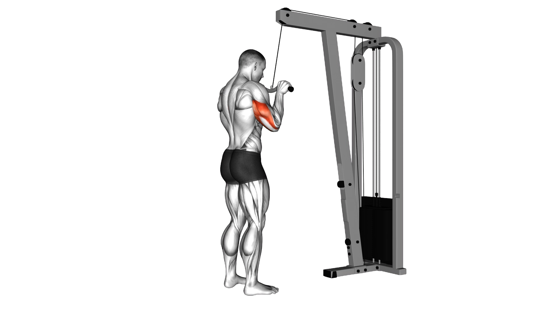 Cable Triceps Pushdown (SZ bar) exercise demonstration
