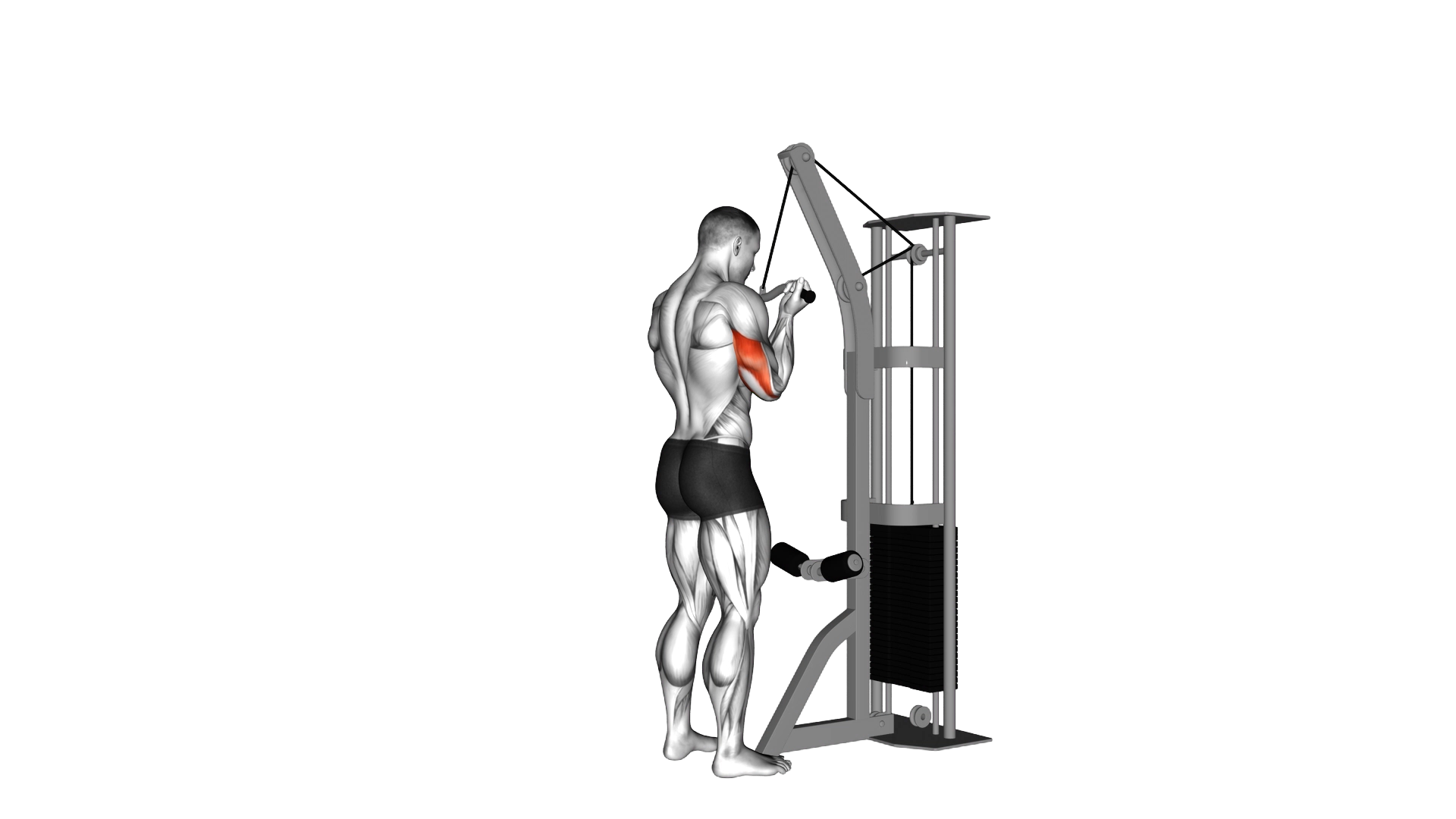Cable Reverse Grip Triceps Pushdown (SZ bar) exercise thumbnail