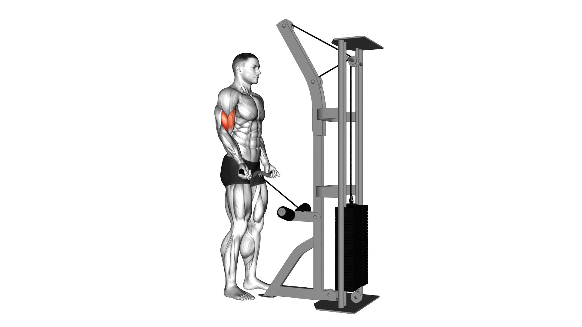 Cable Biceps Curl (SZ bar) exercise demonstration