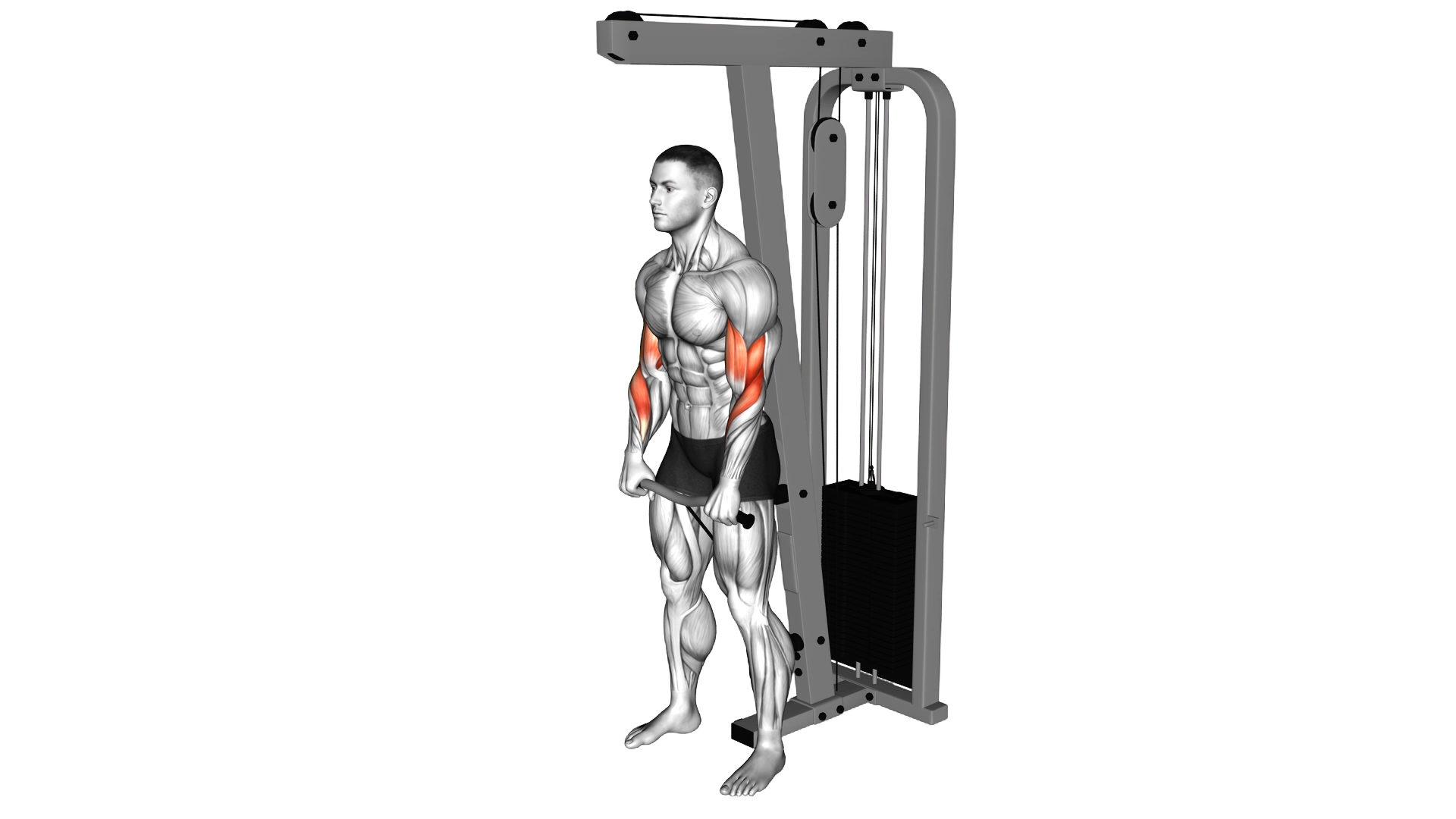 Cable Standing Reverse Curl (SZ bar) exercise thumbnail