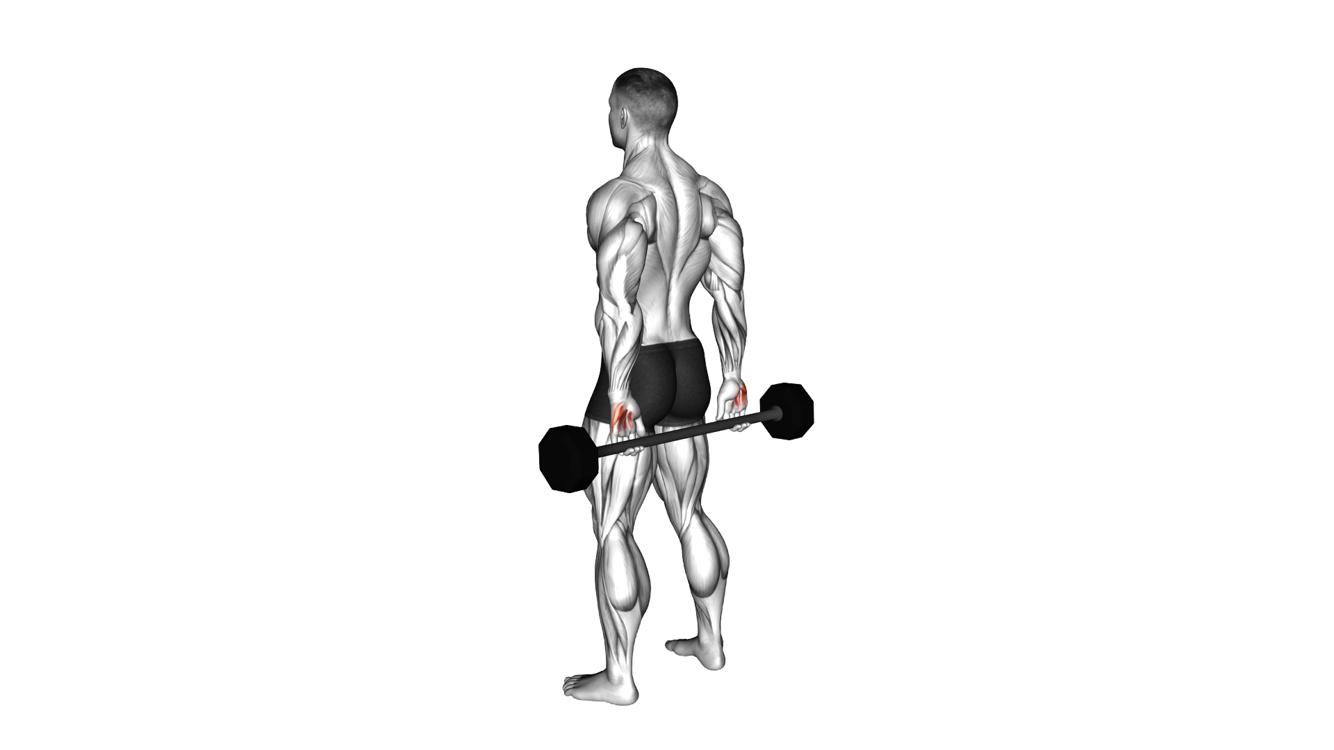 Barbell Behind Back Finger Curl exercise demonstration