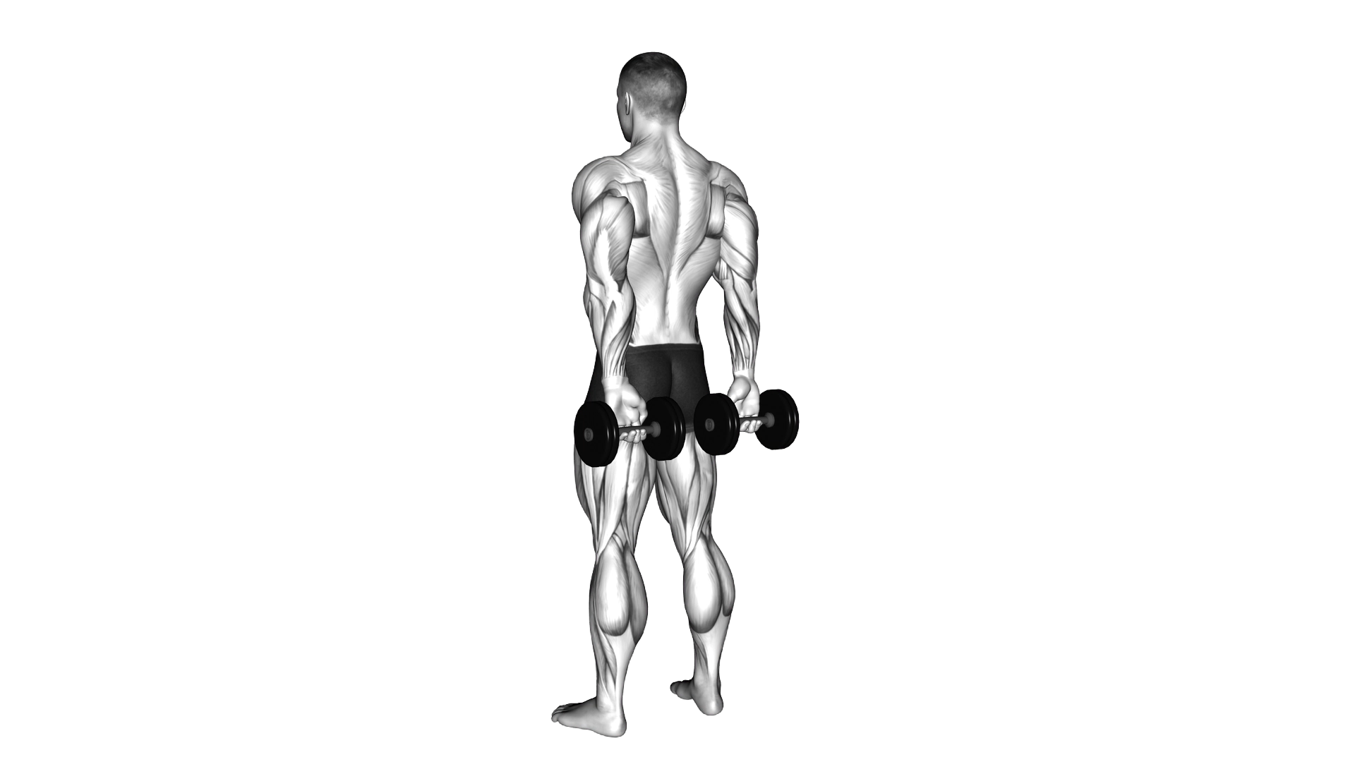Dumbbell Behind Back Finger Curl exercise demonstration