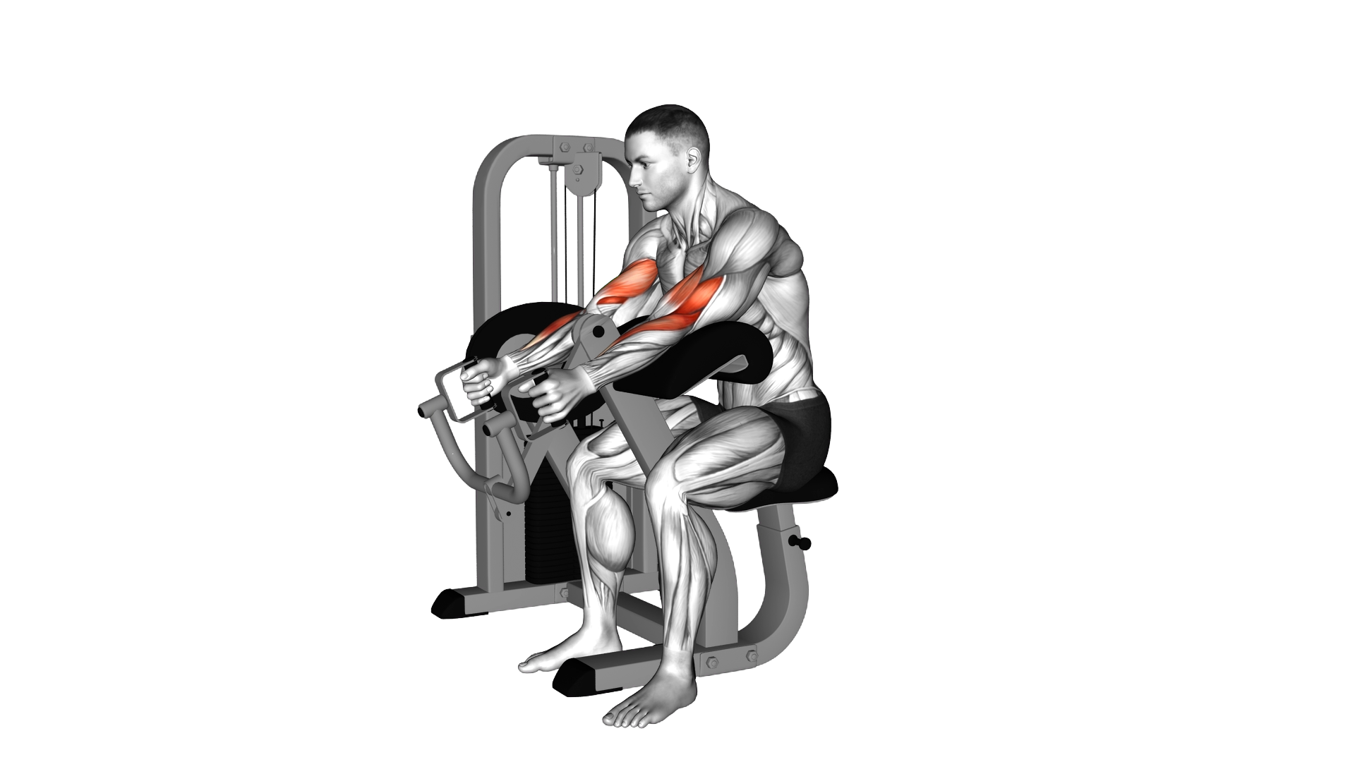 Lever Hammer Grip Preacher Curl exercise demonstration