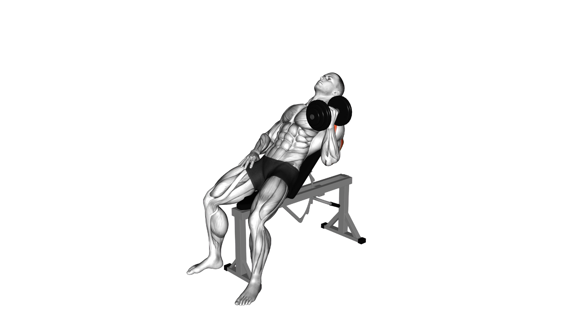 Dumbbell Incline One Arm Hammer Press exercise demonstration