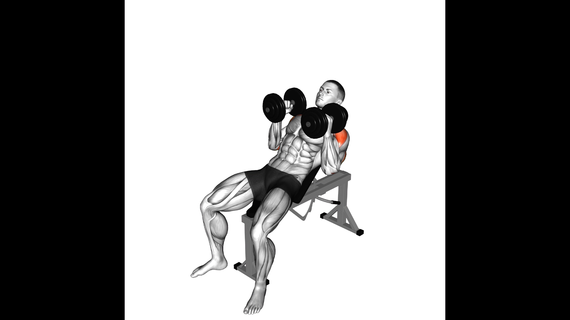 Dumbbell Palms In Incline Bench Press exercise thumbnail