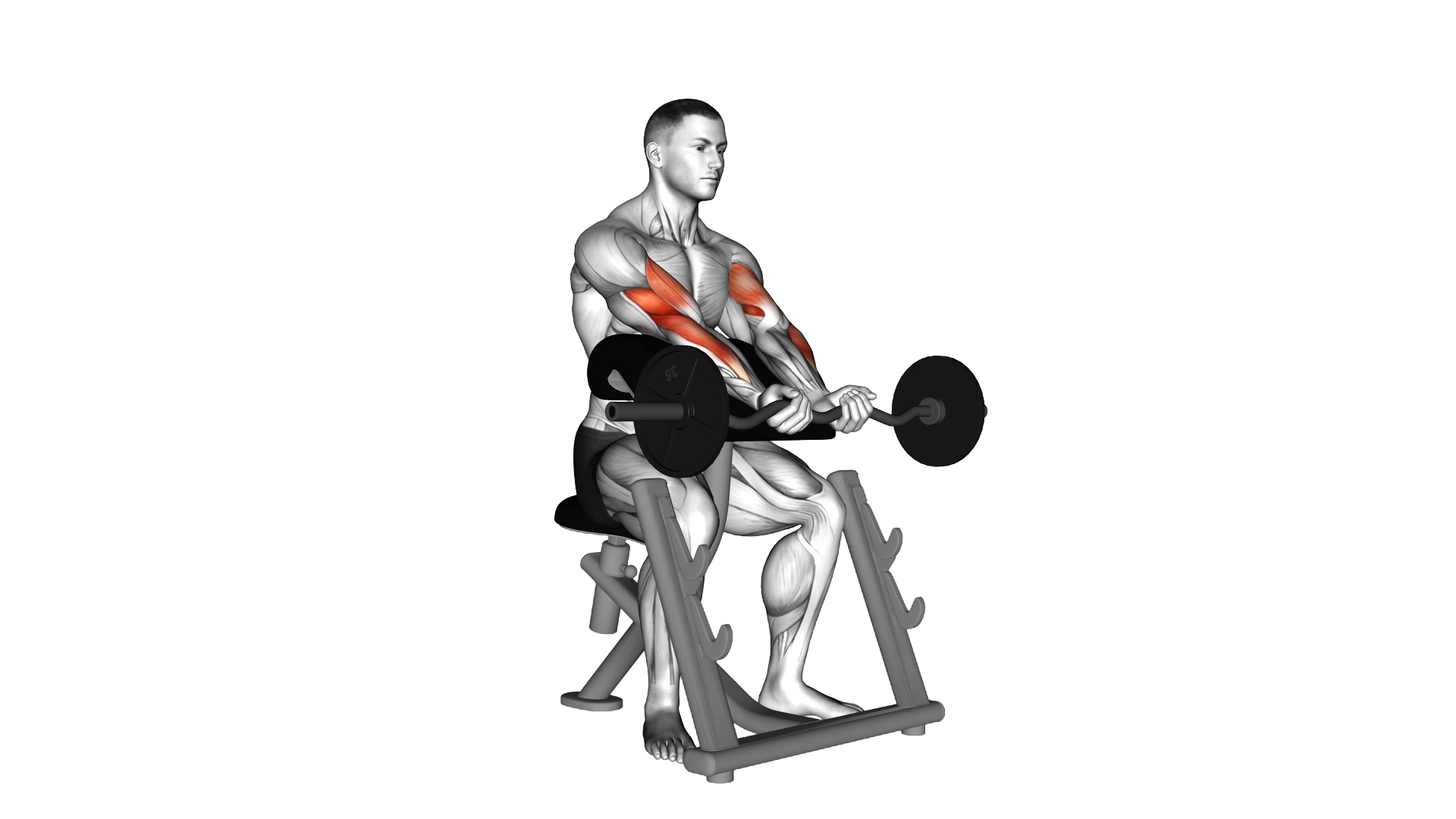 EZ Barbell Close Grip Preacher Curl exercise demonstration