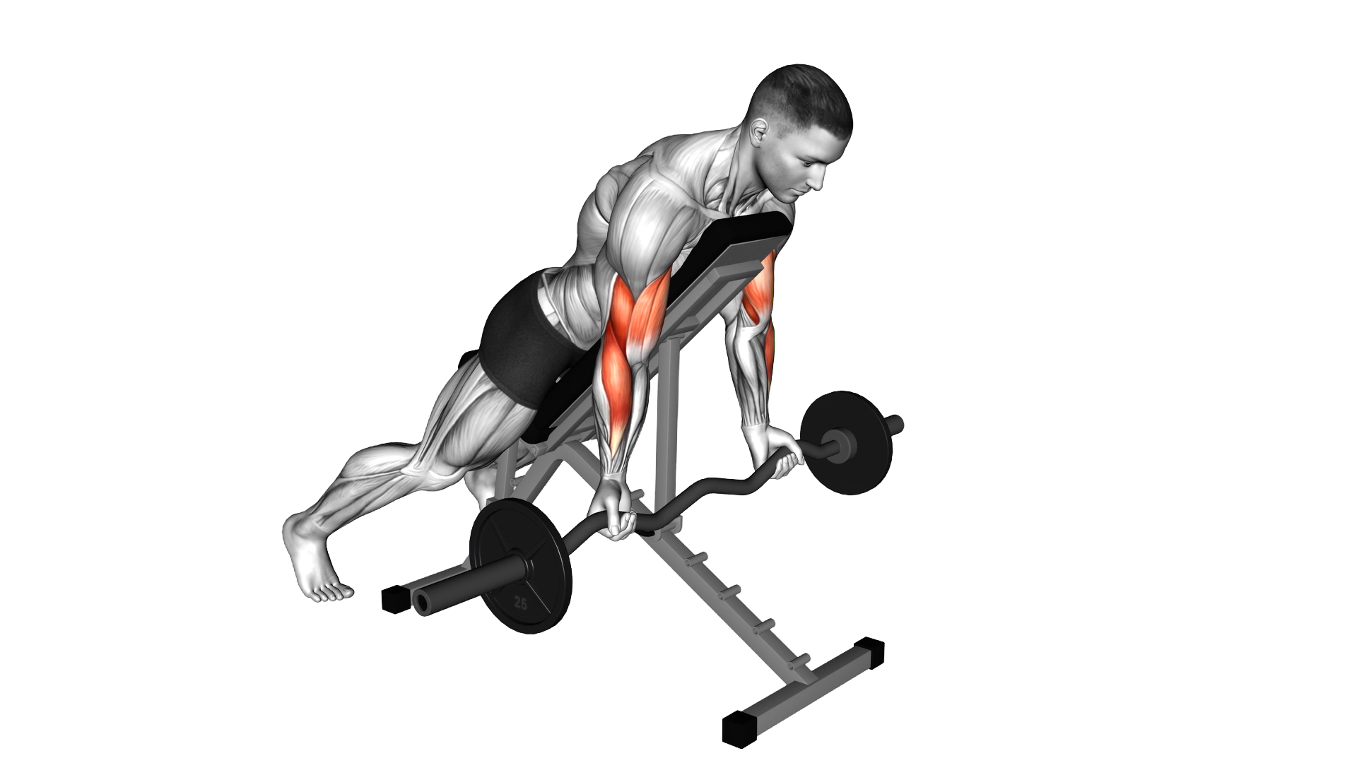 EZ Barbell Spider Curl exercise demonstration
