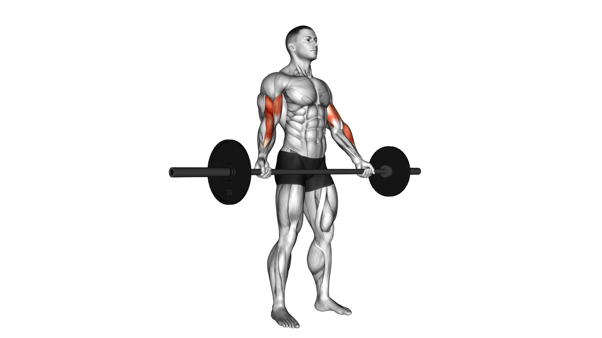 Barbell Standing Wide Grip Biceps Curl exercise demonstration