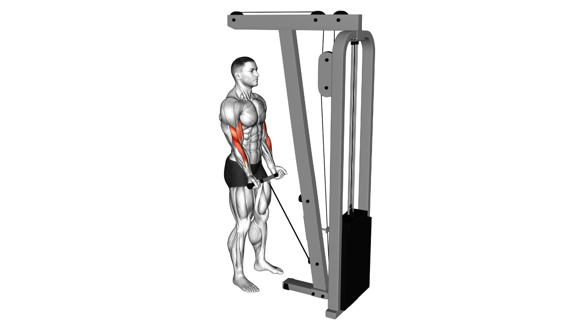 Cable Close Grip Curl exercise thumbnail