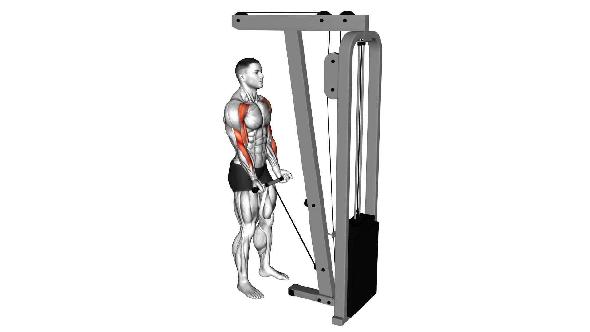 Cable Drag Curl exercise thumbnail