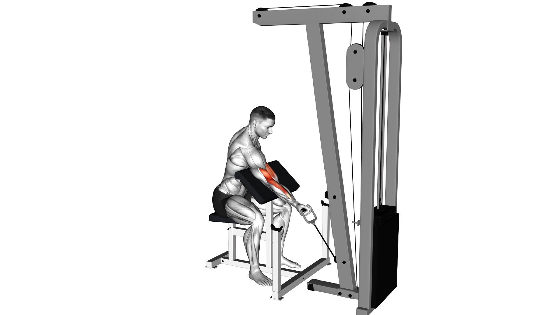 Cable One Arm Preacher Curl exercise thumbnail