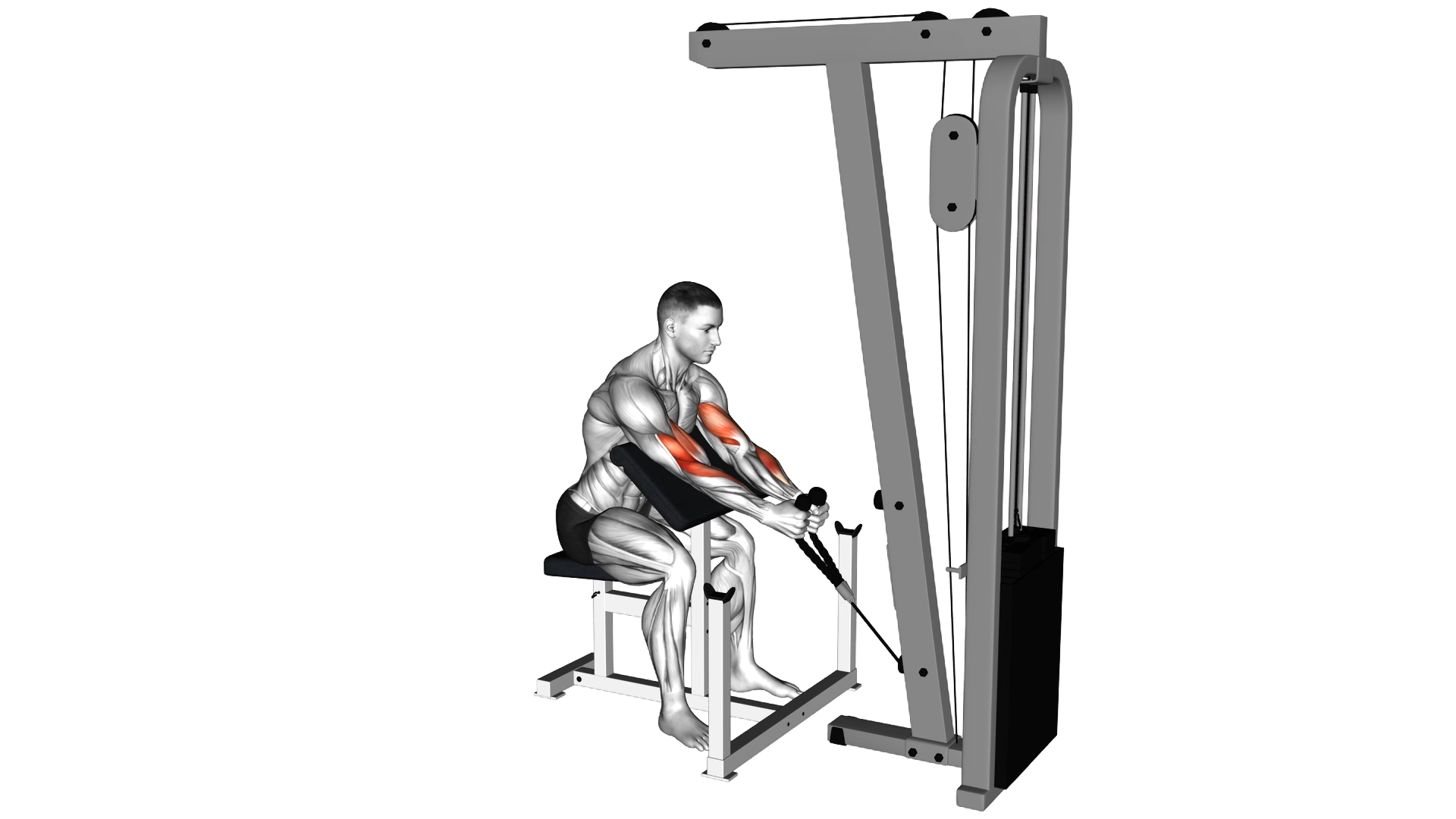 Cable Rope Hammer Preacher Curl exercise thumbnail