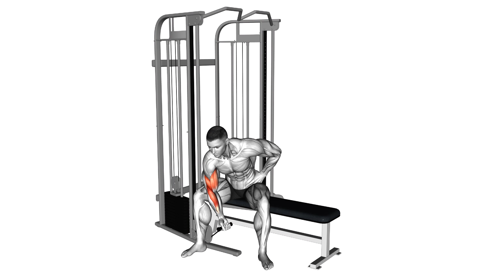 Cable Seated One Arm Concentration Curl exercise thumbnail