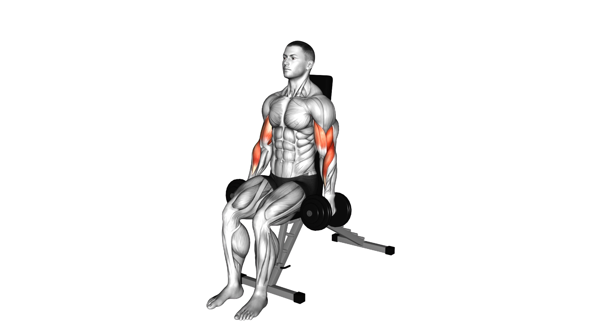 Dumbbell Alternate Seated Hammer Curl exercise demonstration