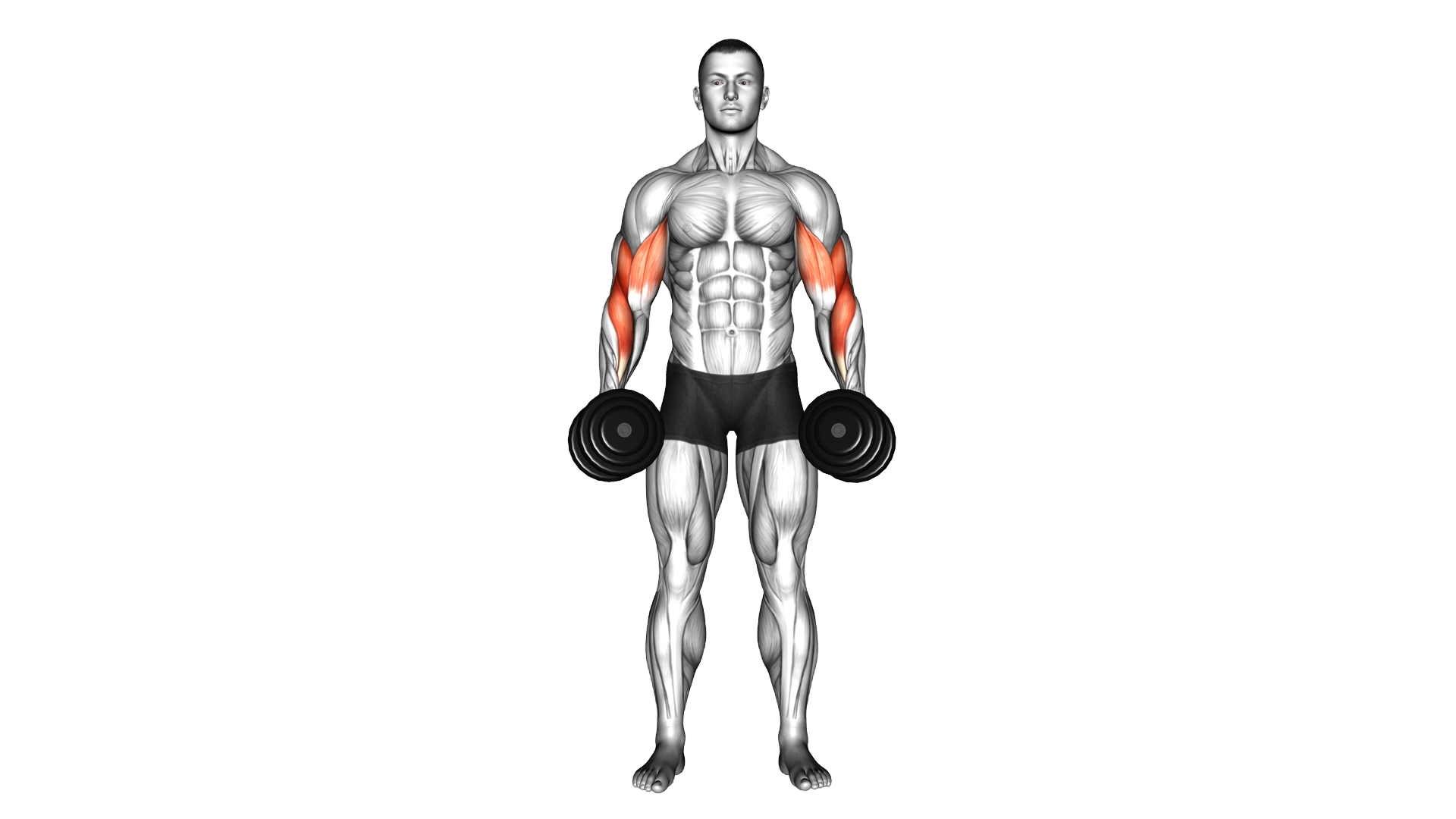 Dumbbell Cross Body Hammer Curl exercise demonstration