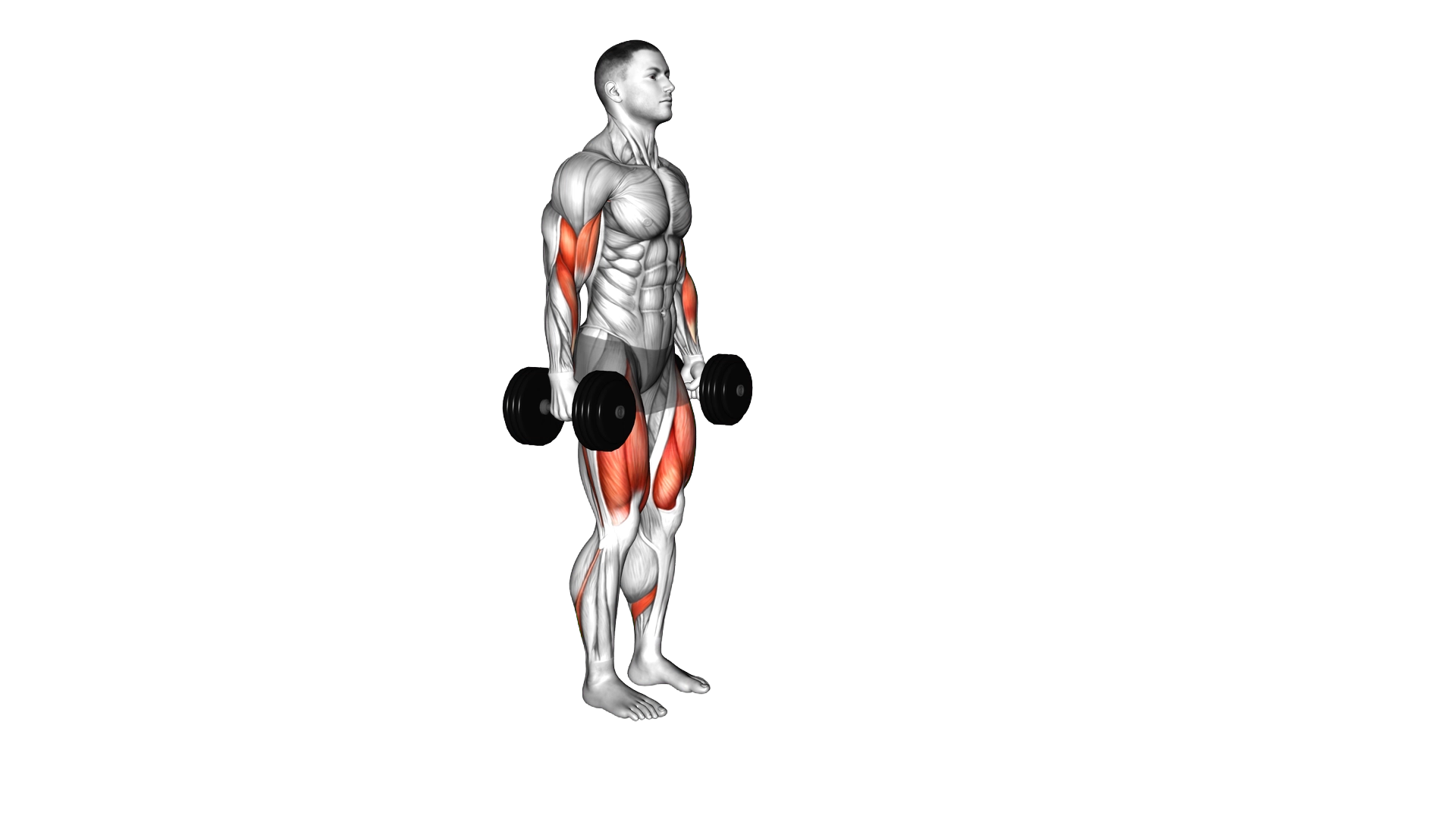 Dumbbell Lunge with Bicep Curl exercise demonstration