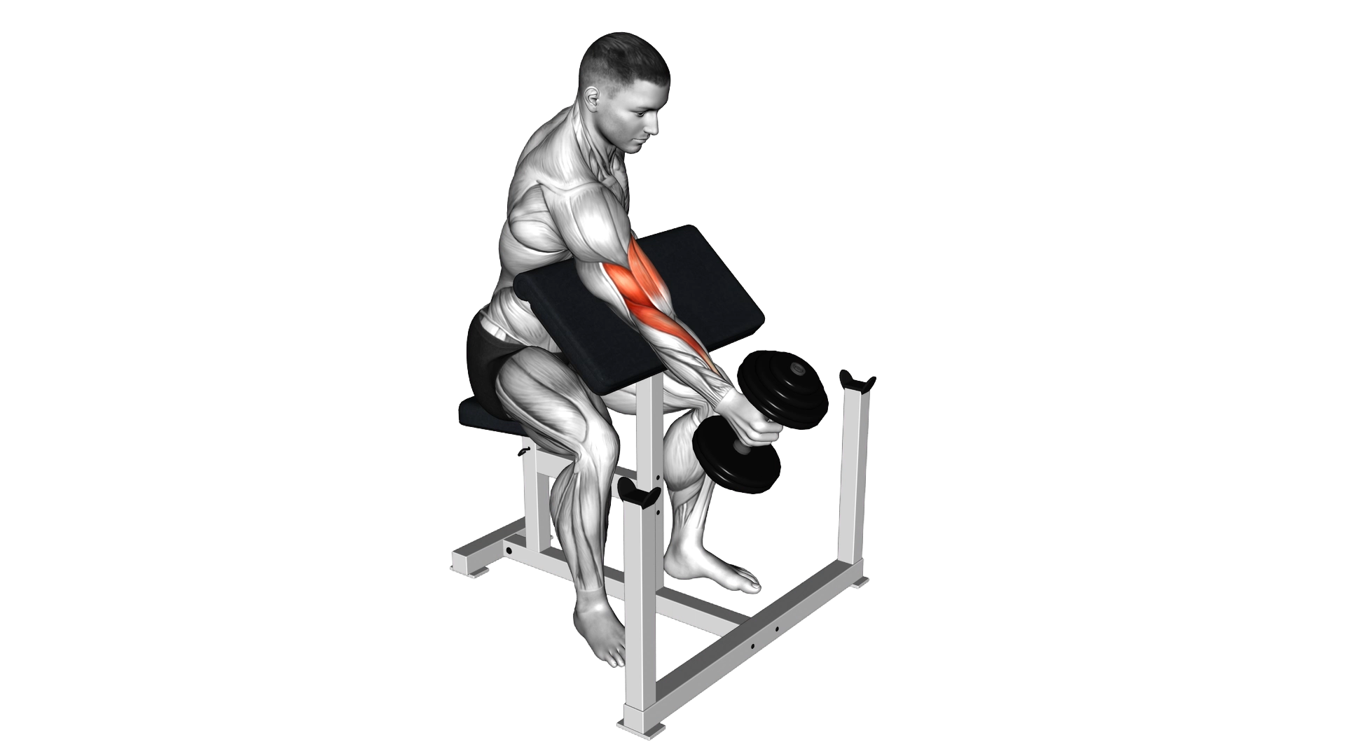 Dumbbell One Arm Hammer Preacher Curl exercise demonstration