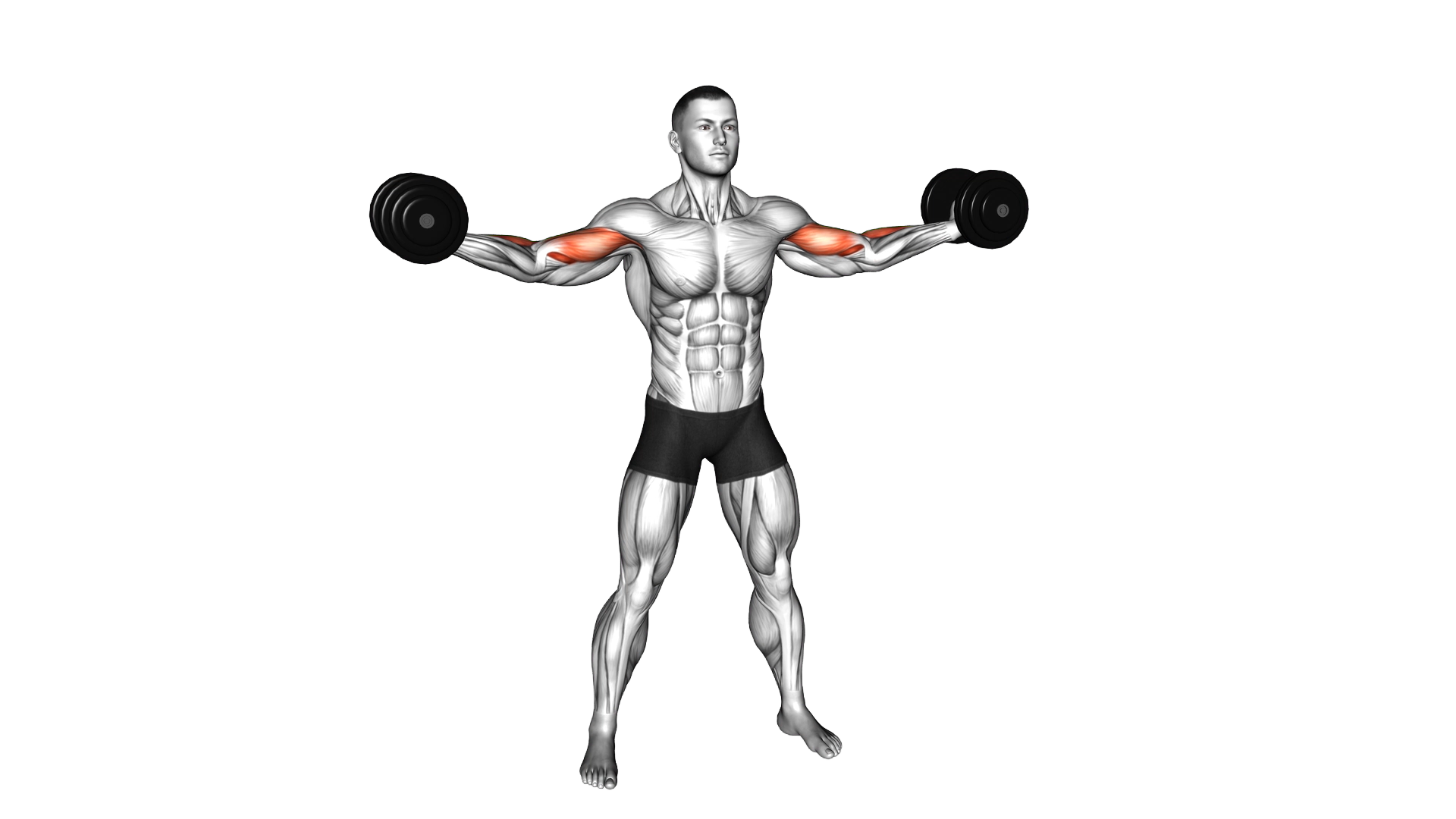 Dumbbell High Curl exercise demonstration