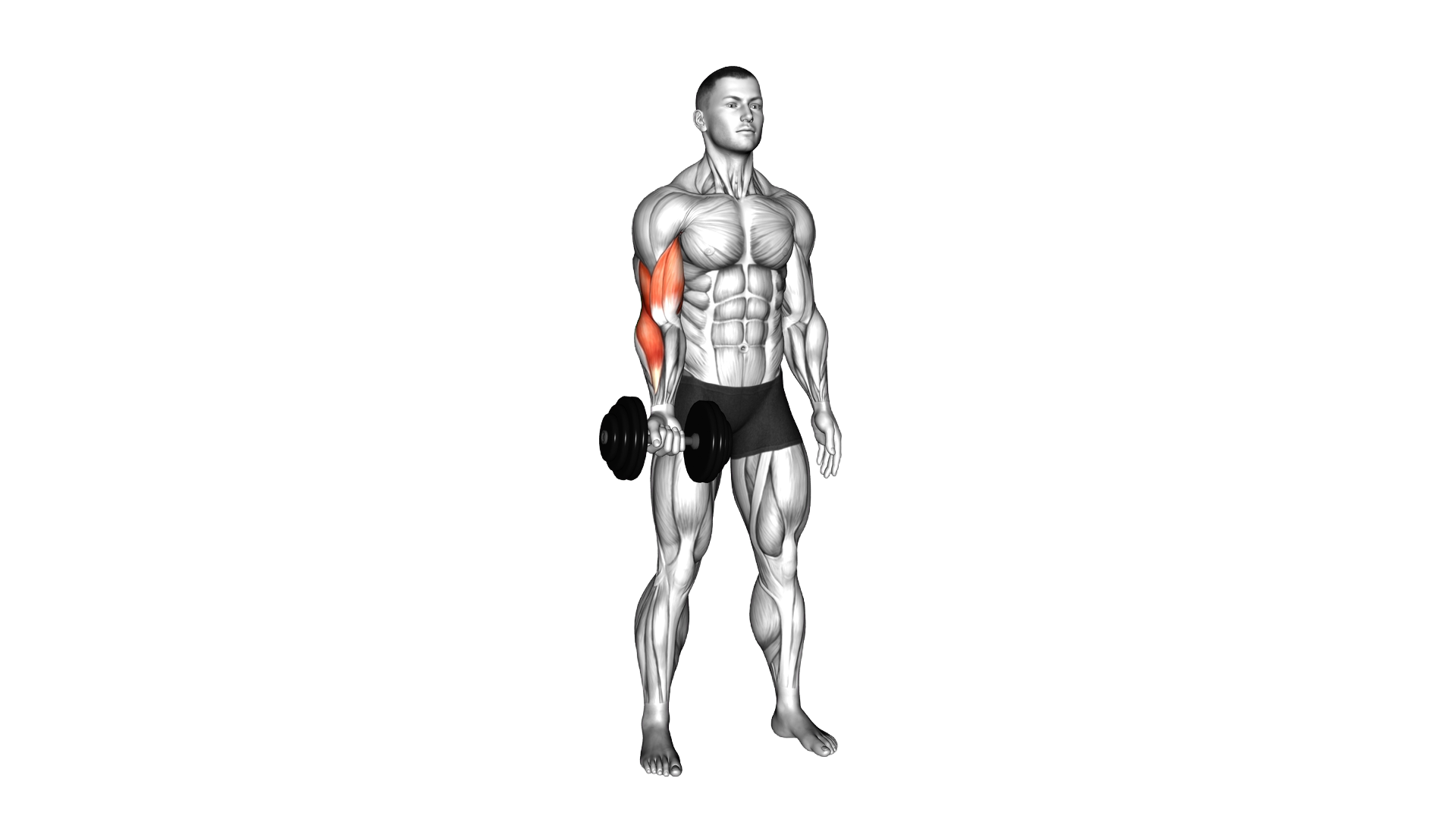 Dumbbell One Arm Standing Curl exercise demonstration