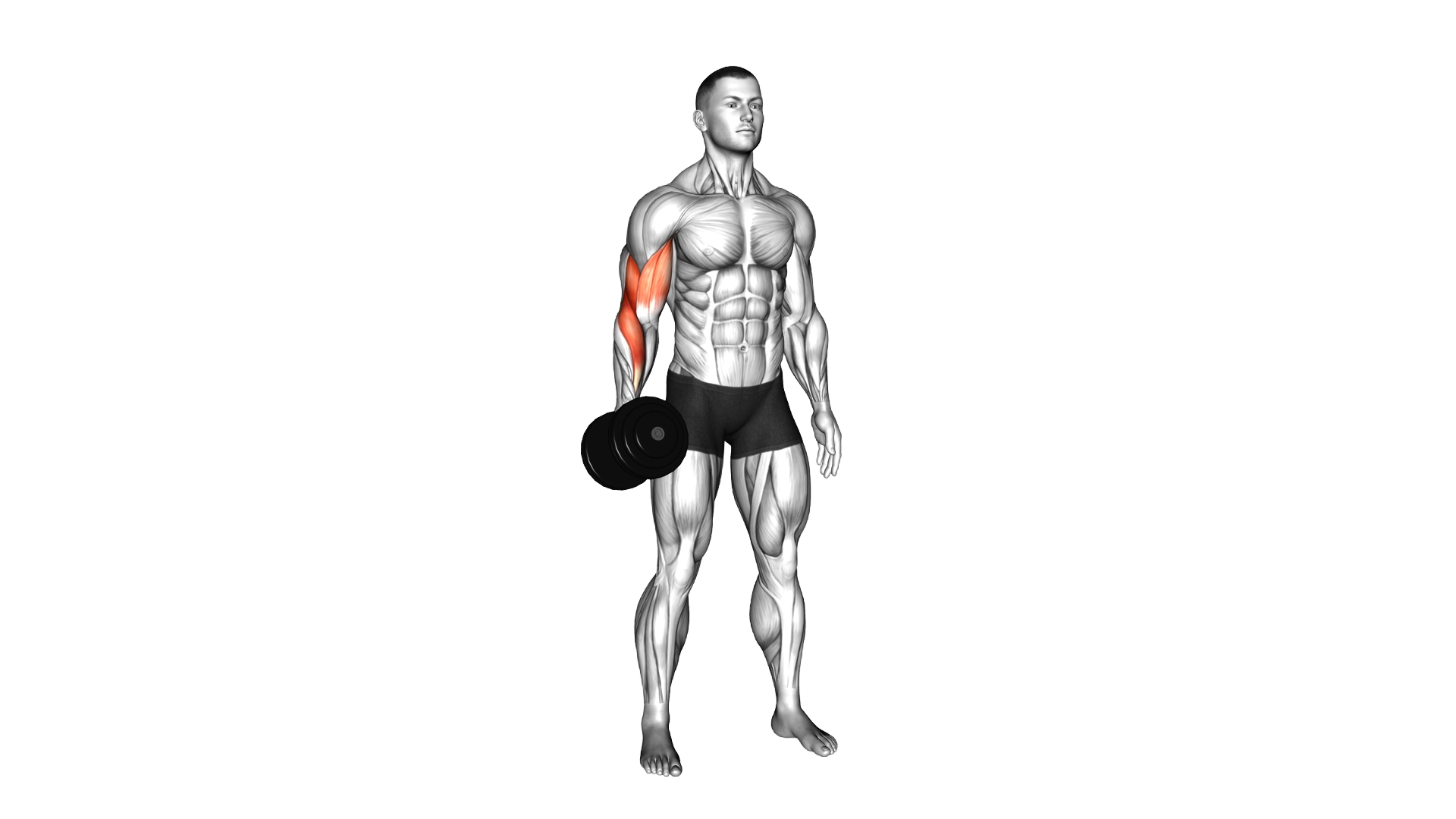 Dumbbell One Arm Standing Hammer Curl exercise demonstration