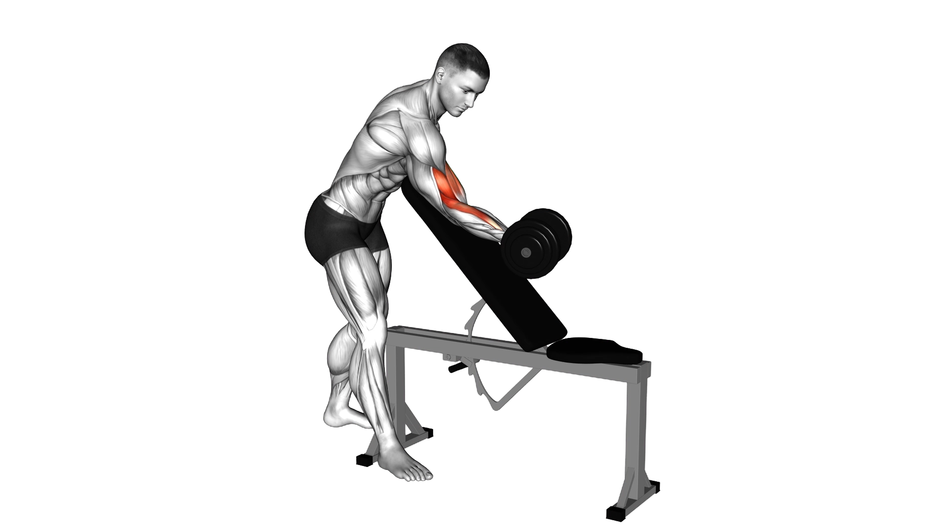 Dumbbell One Arm Zottman Preacher Curl exercise demonstration