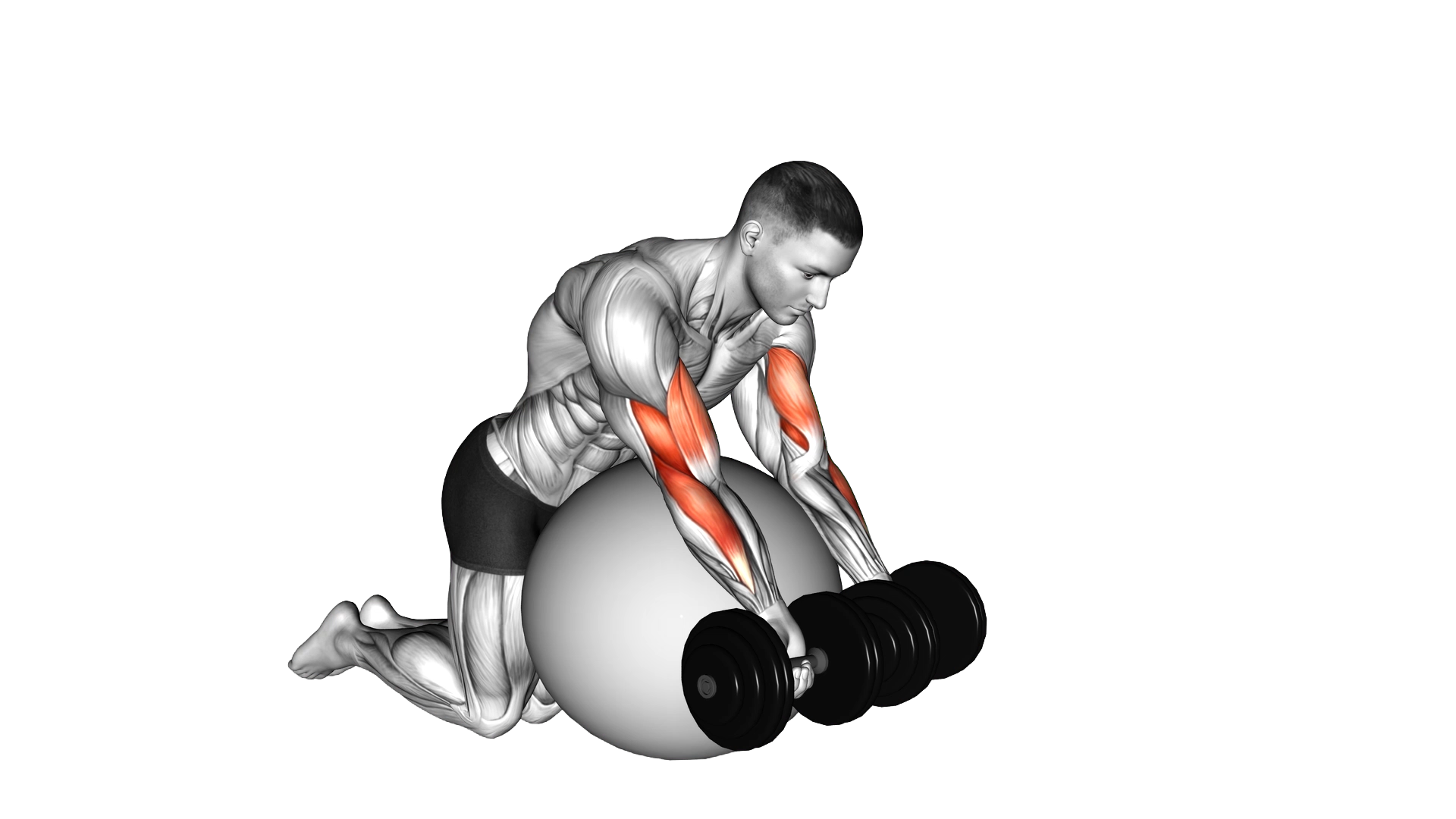 Dumbbell Preacher Curl over Exercise Ball exercise thumbnail