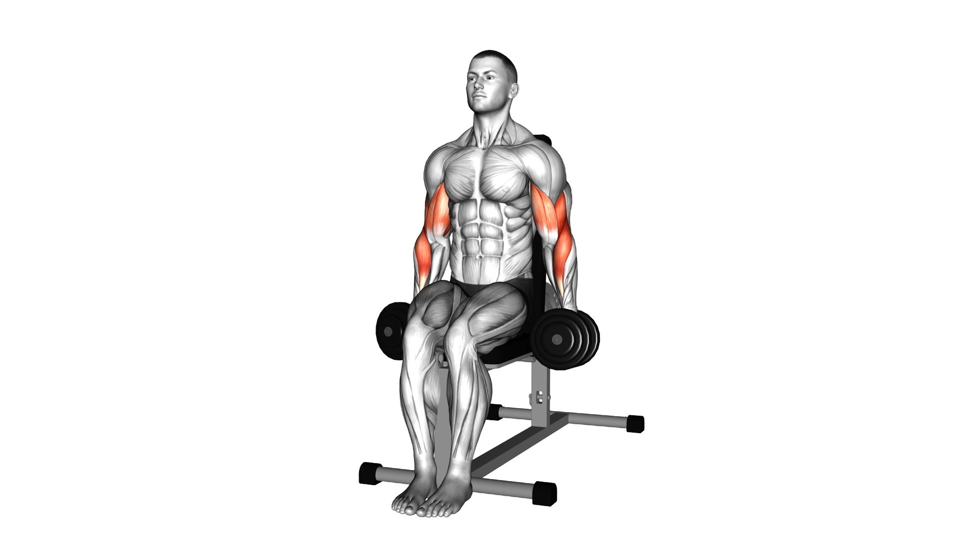 Dumbbell Seated Hammer Curl exercise demonstration
