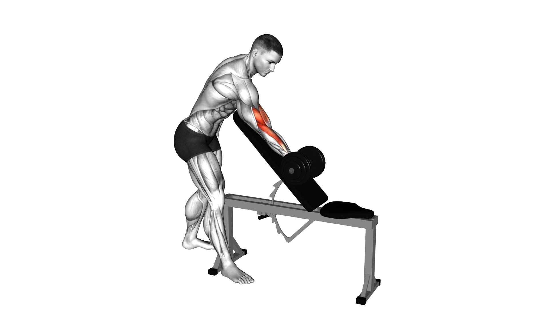 Dumbbell Standing One Arm Curl Over Incline Bench exercise thumbnail