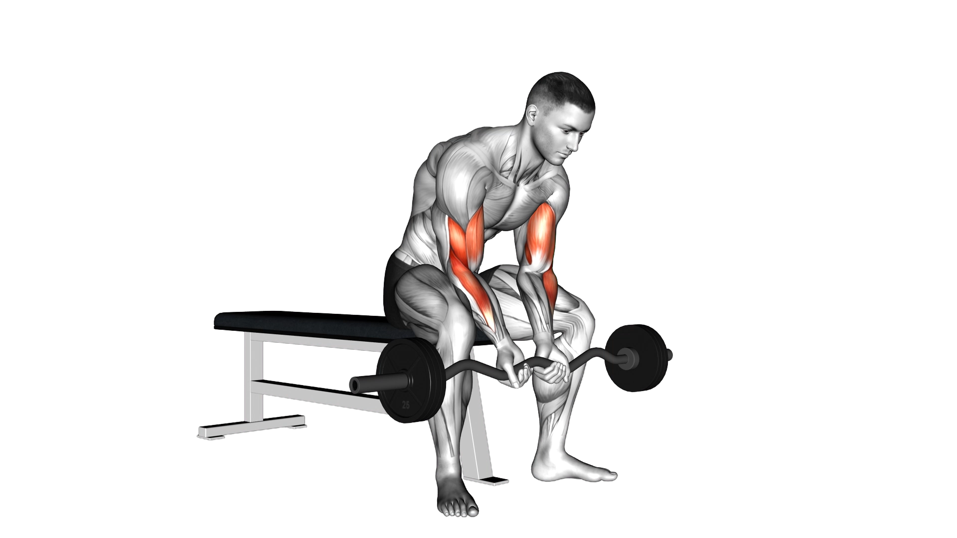 EZ Bar Seated Close Grip Concentration Curl exercise demonstration