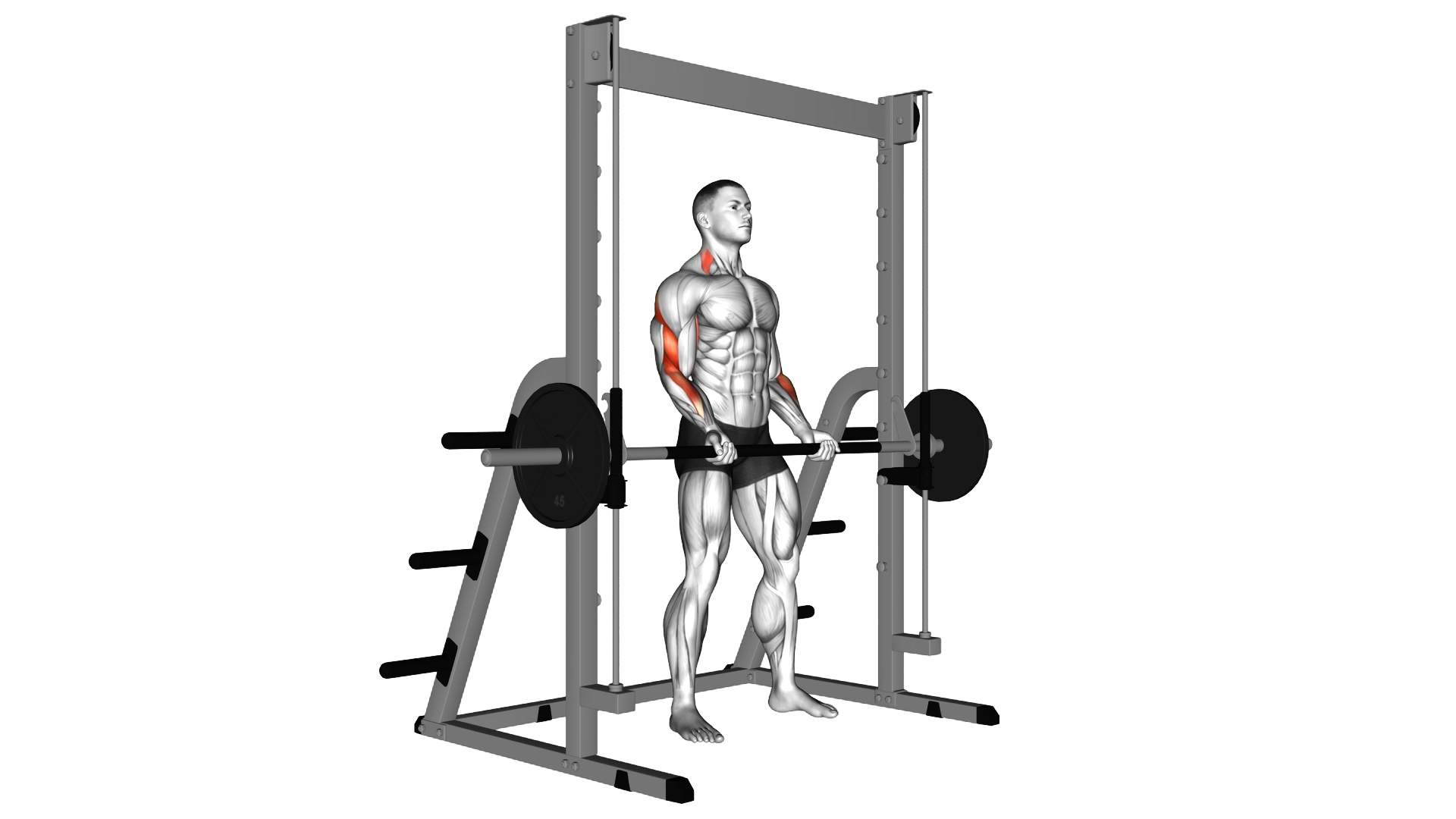 Smith Machine Bicep Curl exercise thumbnail