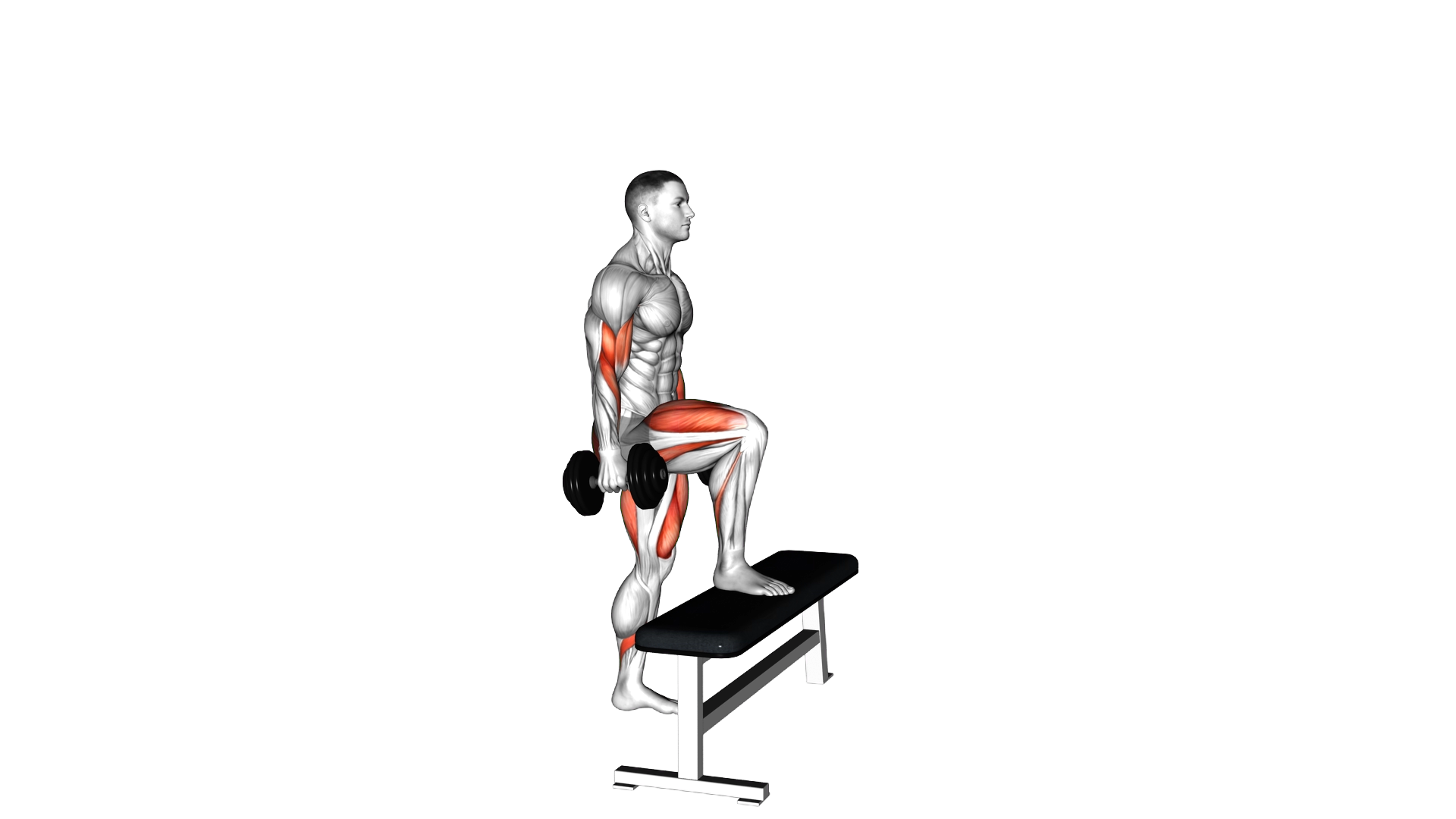 Dumbbell Step Up Single Leg Balance with Bicep Cur exercise demonstration