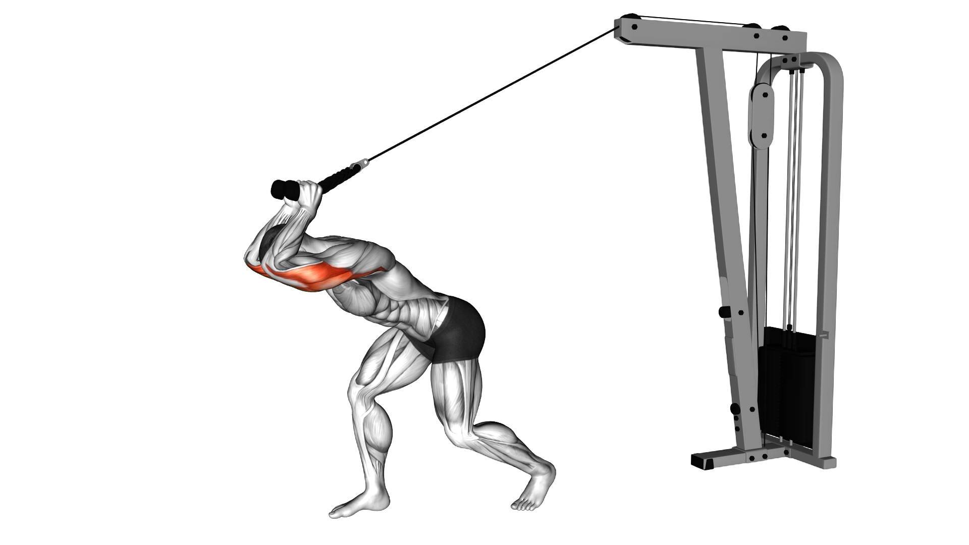 Cable High Pulley Overhead Tricep Extension exercise thumbnail
