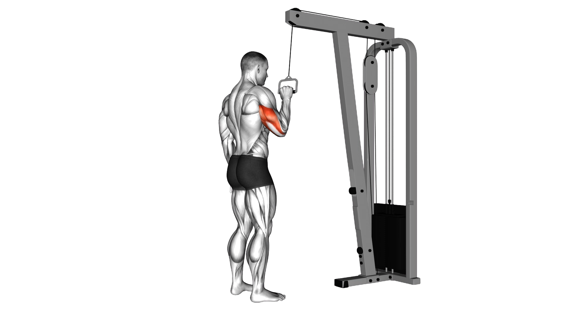 Cable One Arm Tricep Pushdown exercise demonstration