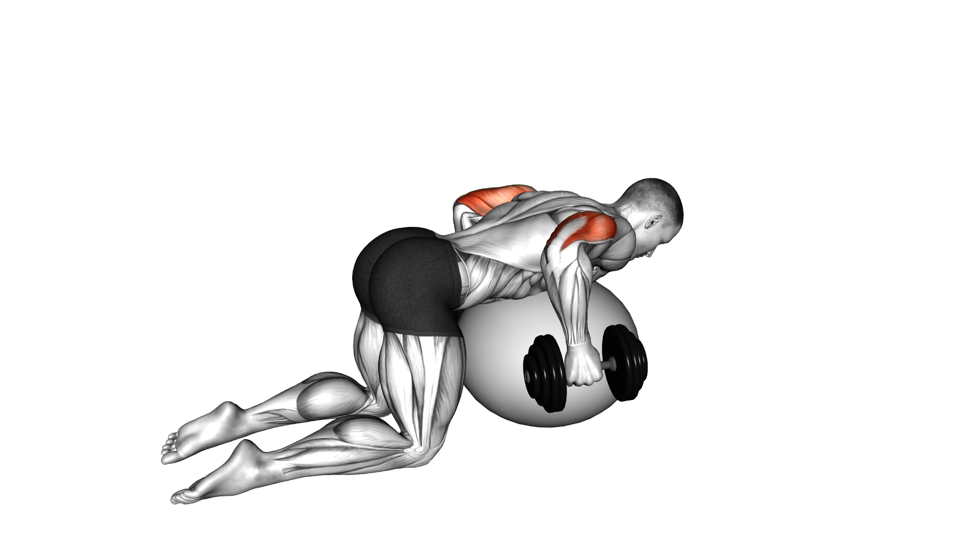 Dumbbell Kickbacks on Exercise Ball exercise demonstration