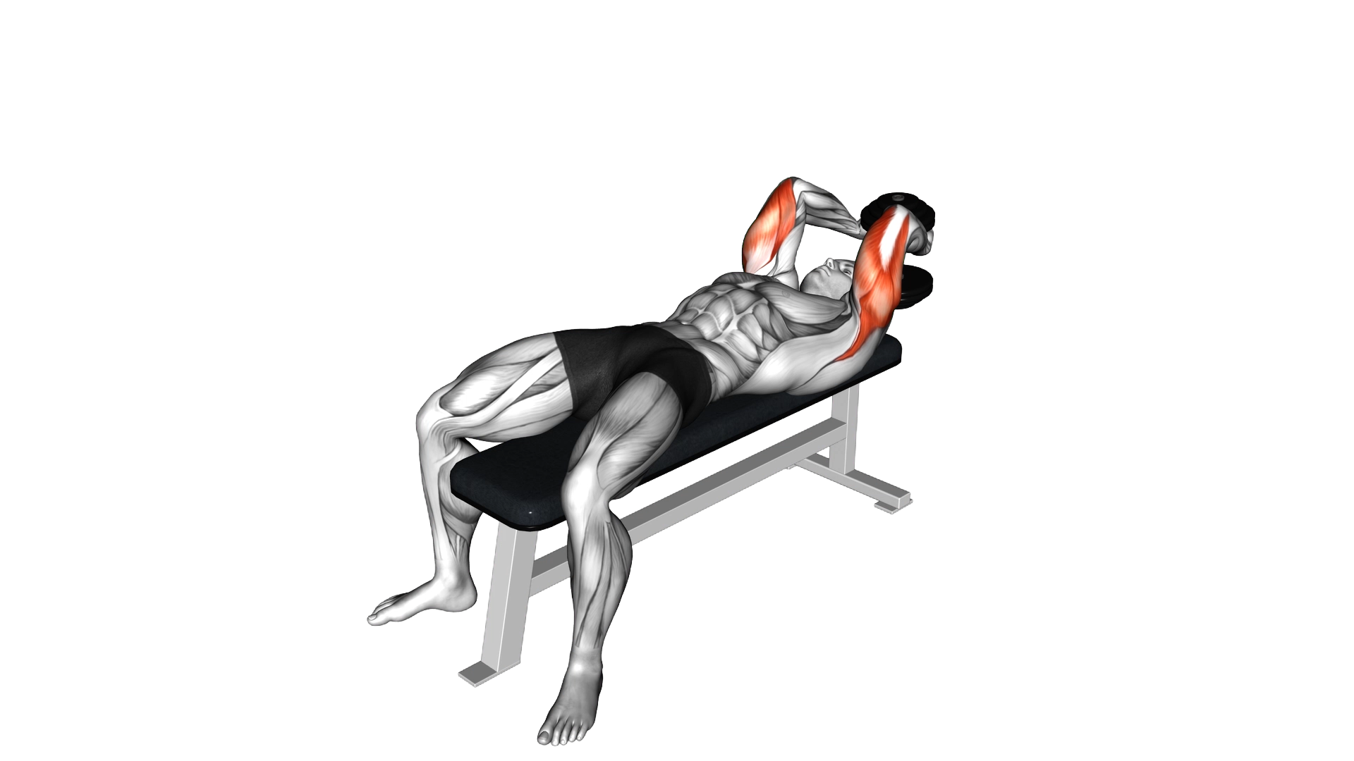 Dumbbell Lying Single Extension exercise demonstration