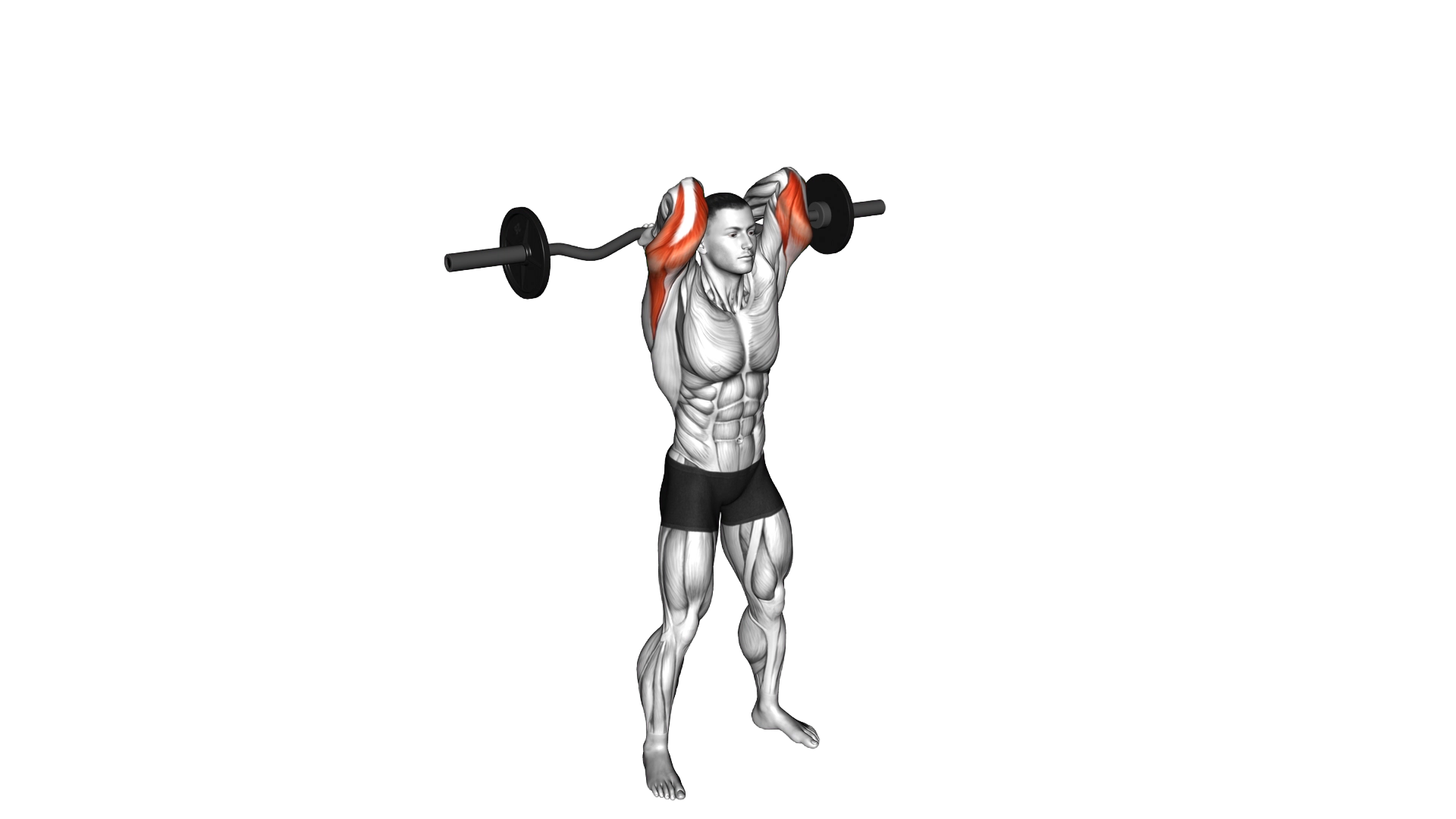 EZ Bar Standing French Press exercise demonstration