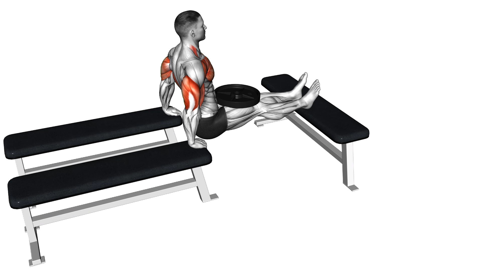 Weighted Three Bench Dips exercise thumbnail