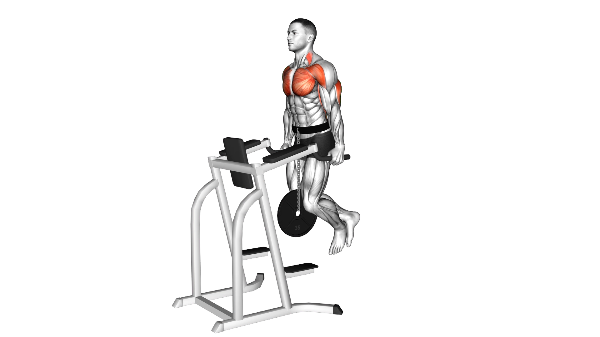 Weighted Tricep Dips exercise thumbnail