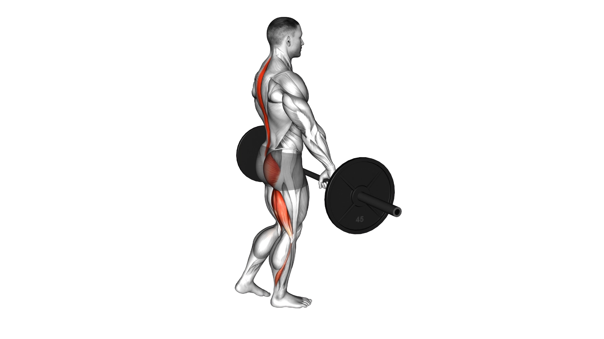 Barbell Single Leg Deadlift exercise demonstration